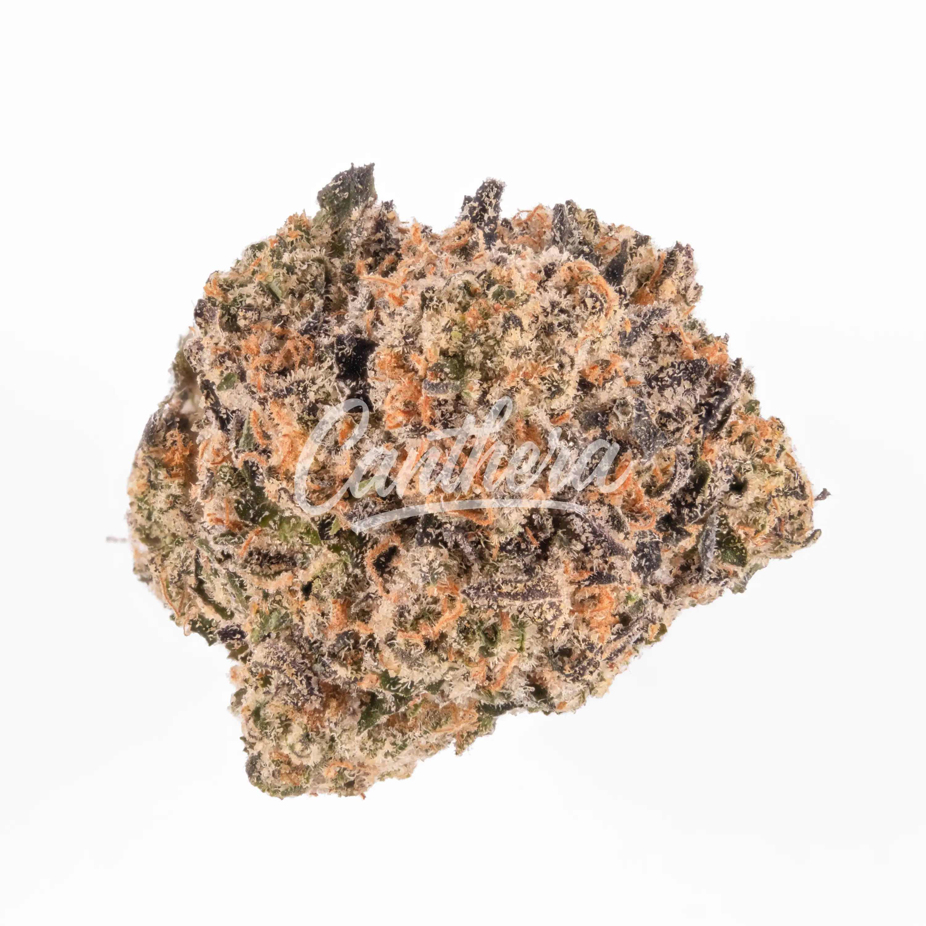 enua 25/1 J31 CA - Jokerz #31 enua 25/1 J31 CA - Jokerz #31