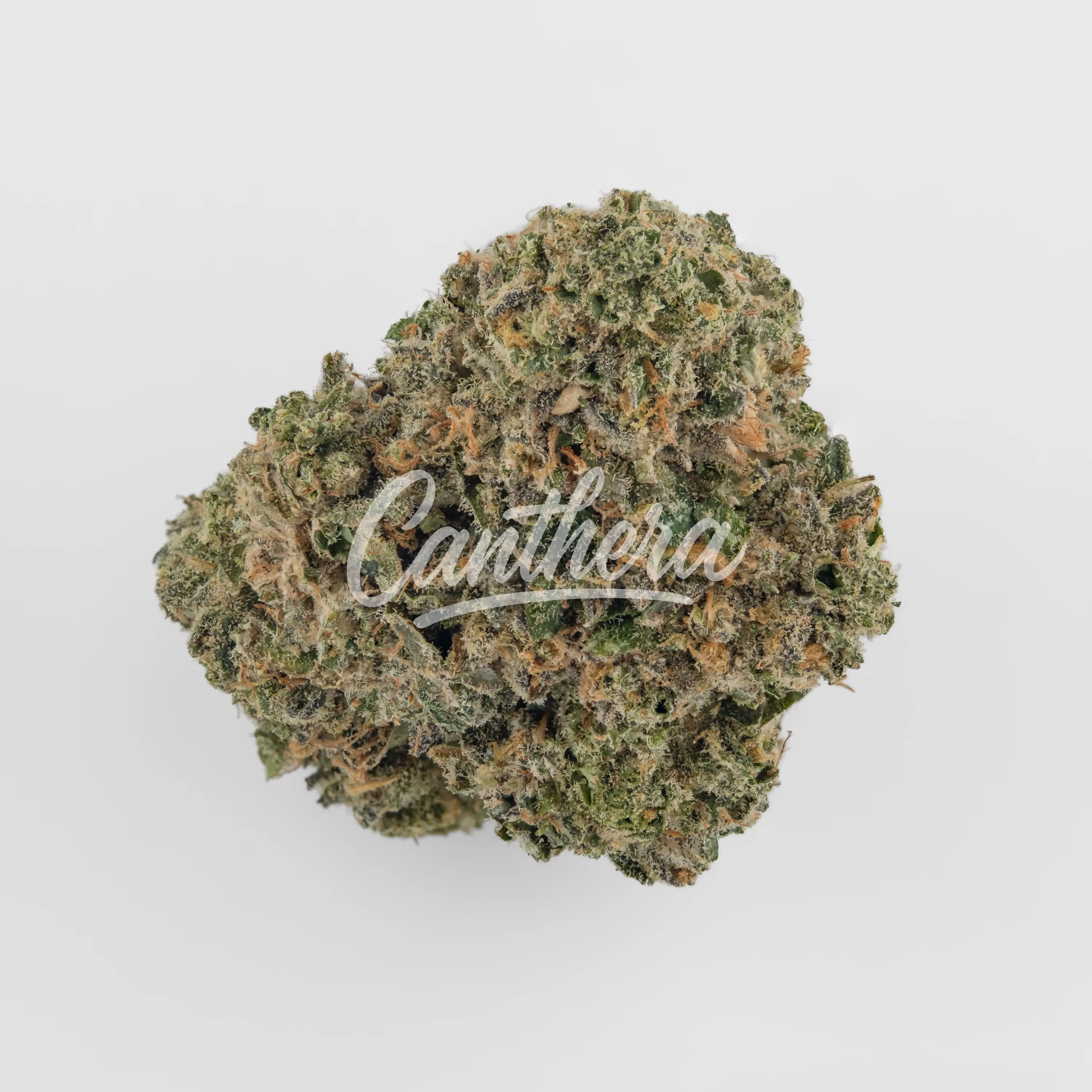 Nahaufnahme einer medizinischen Cannabisblüte