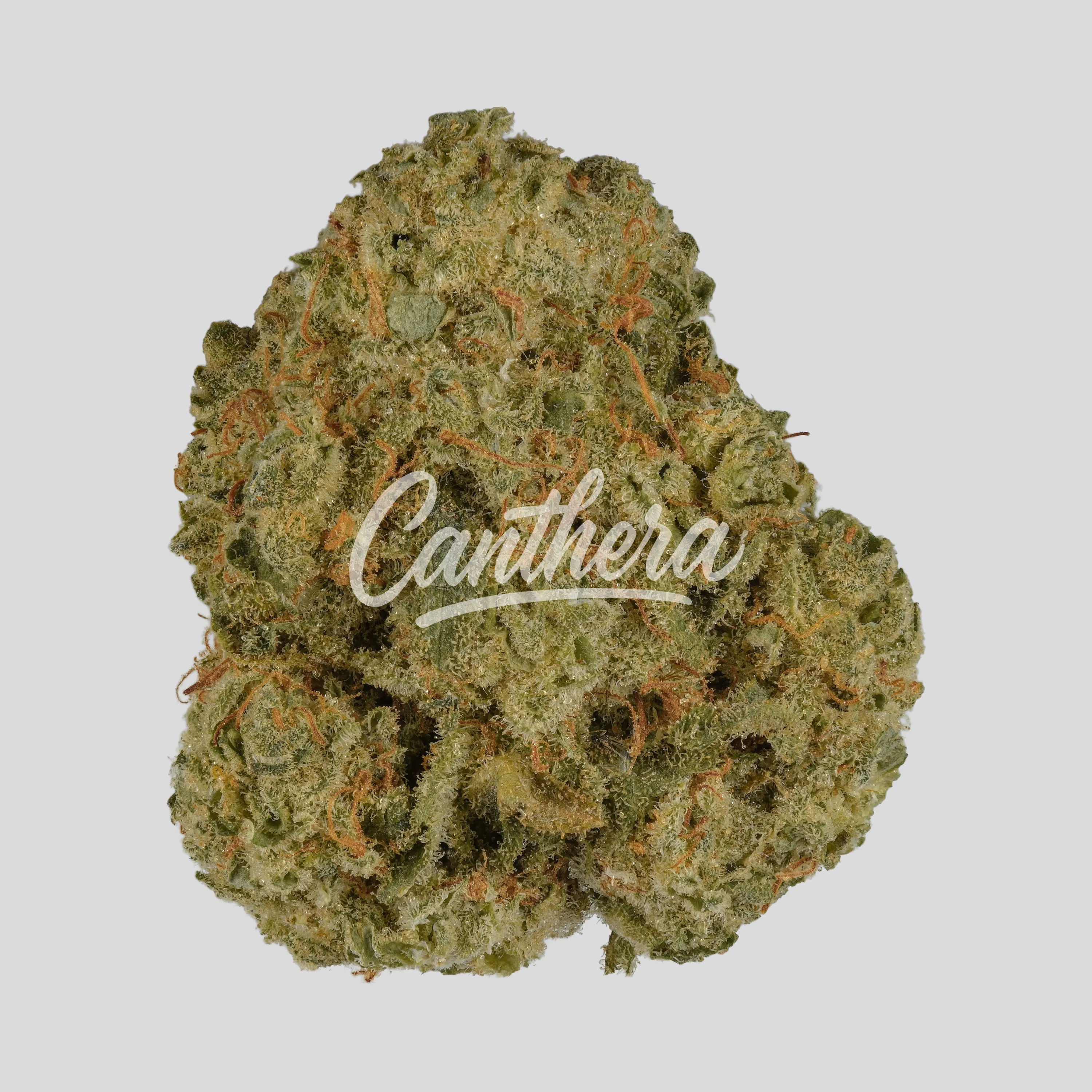 IMC THC25 T03 - T03 Gorilla Glue 4