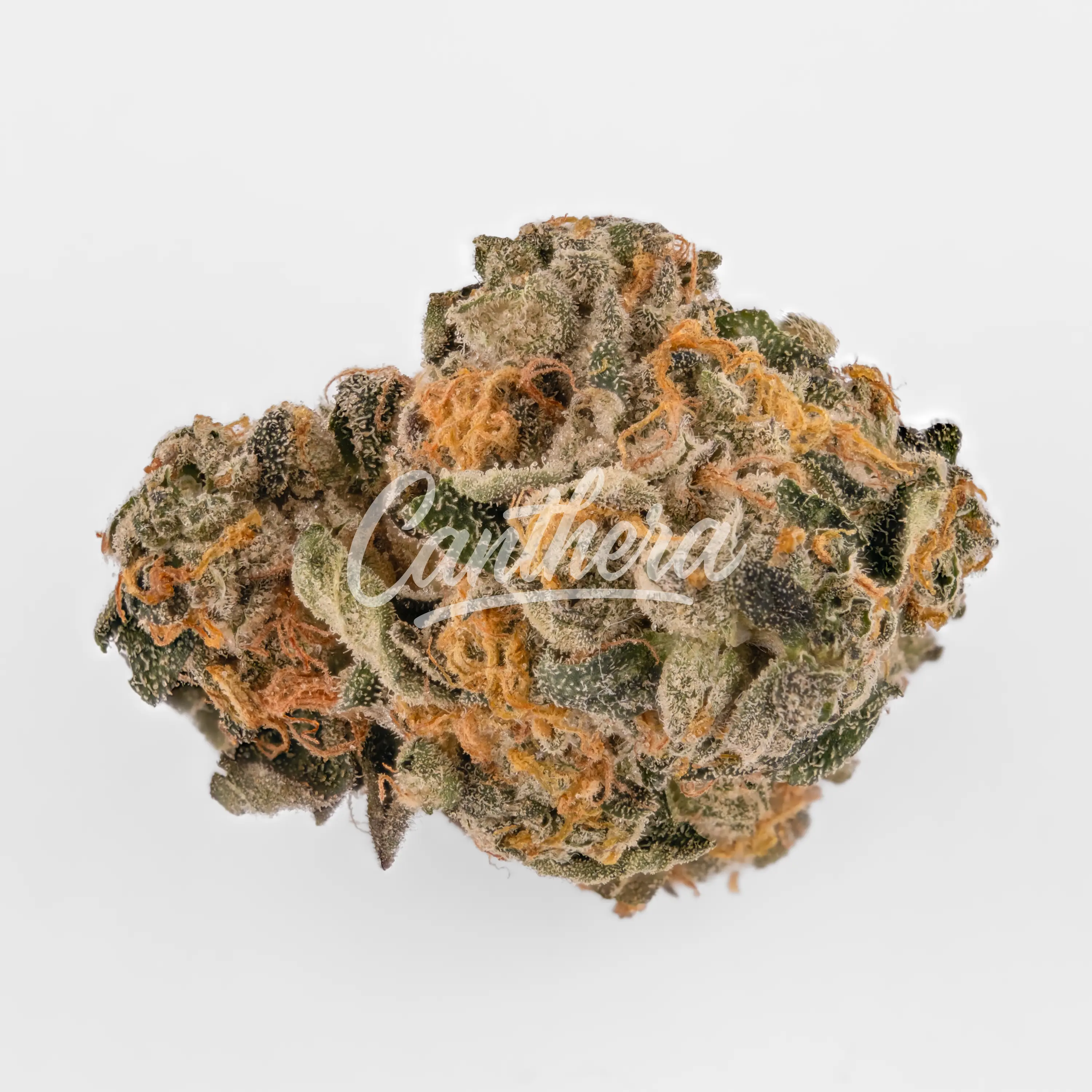 Demecan Core Saxonia 28/01 - Wedding Cake x Jet Fuel Gelato Nahaufnahme einer medizinischen Cannabisblüte