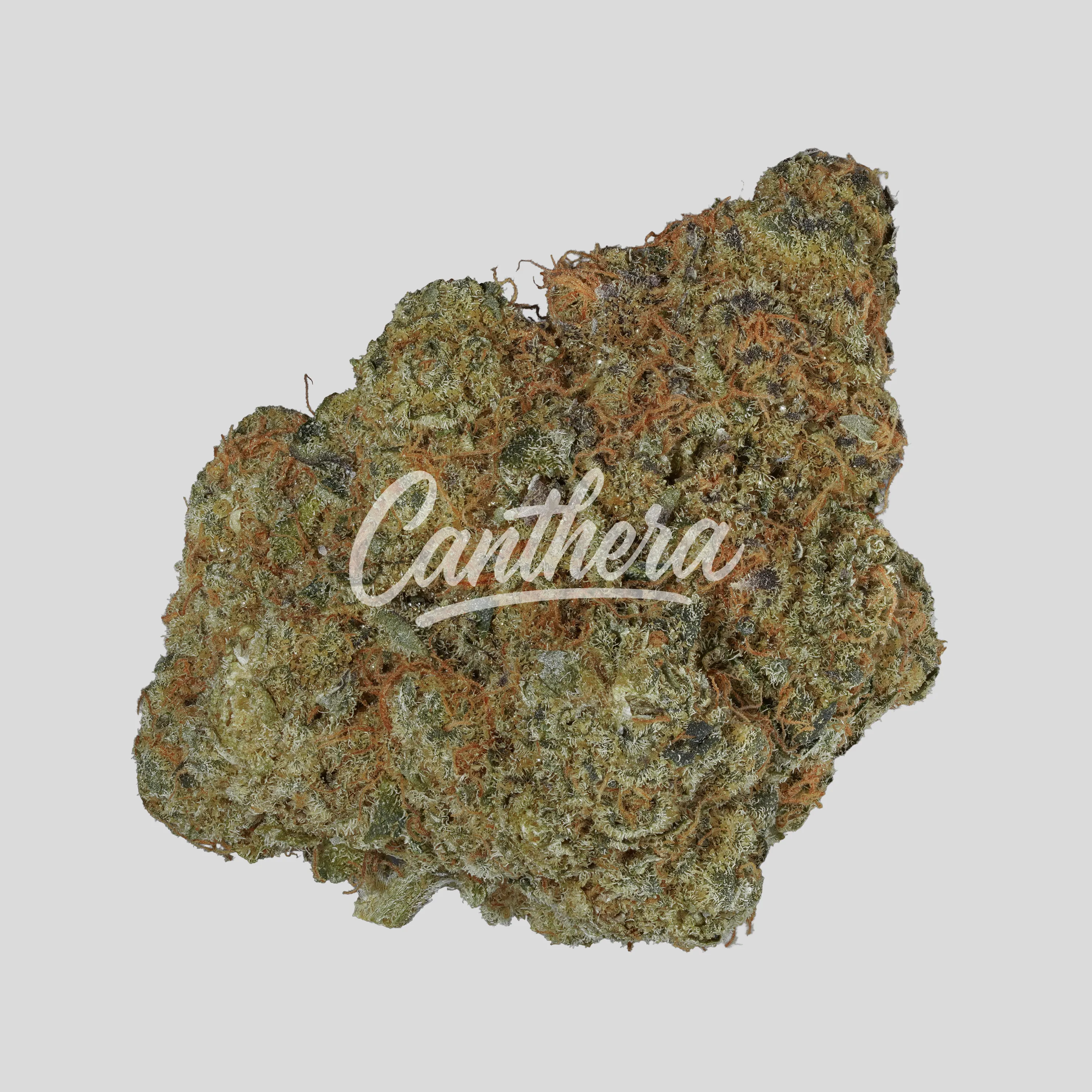 Remexian 27/1 ONO GOS - Gorilla Zkittels