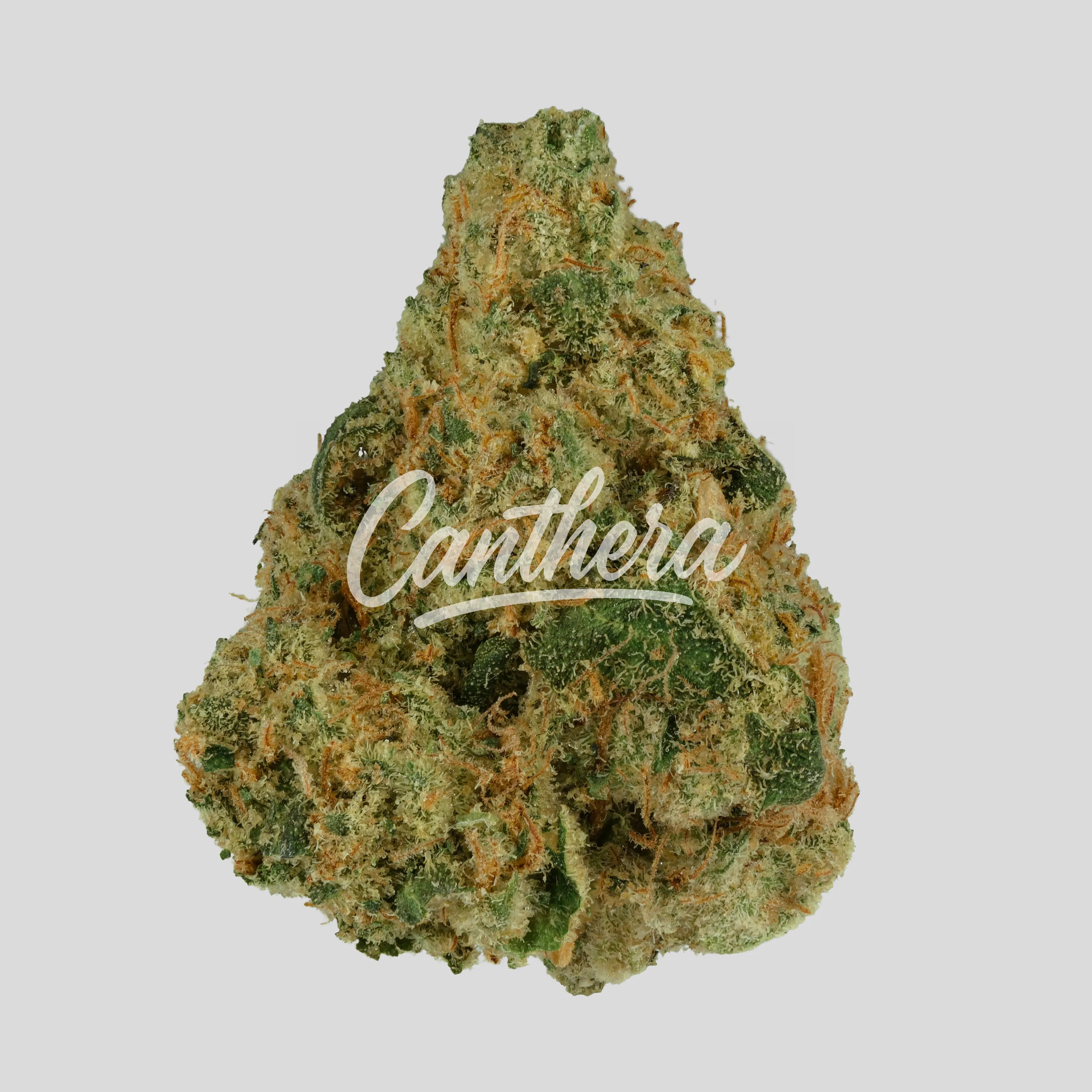 NICE 32/1 MS - Munson