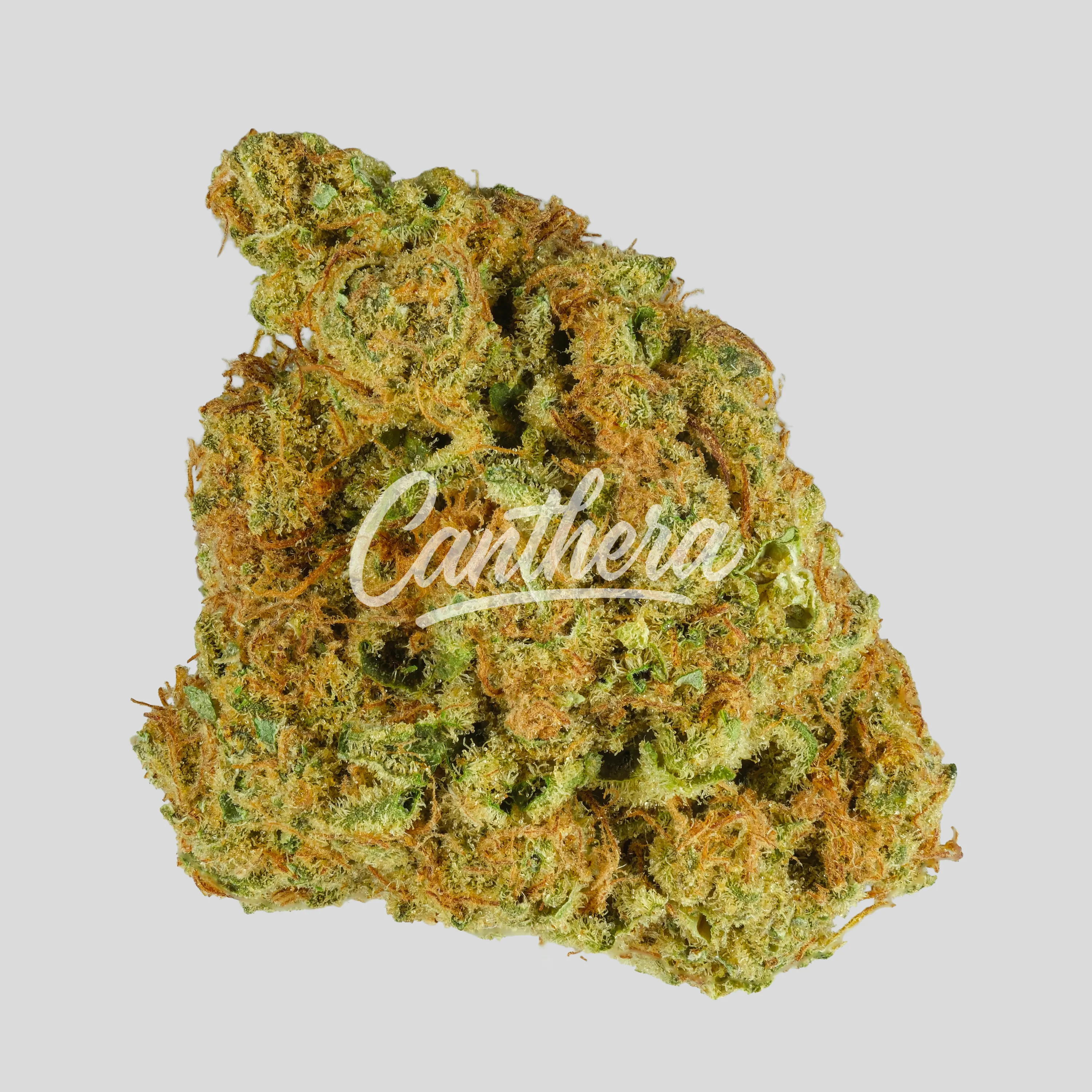 madrecan 21/1 - Granddaddy OG