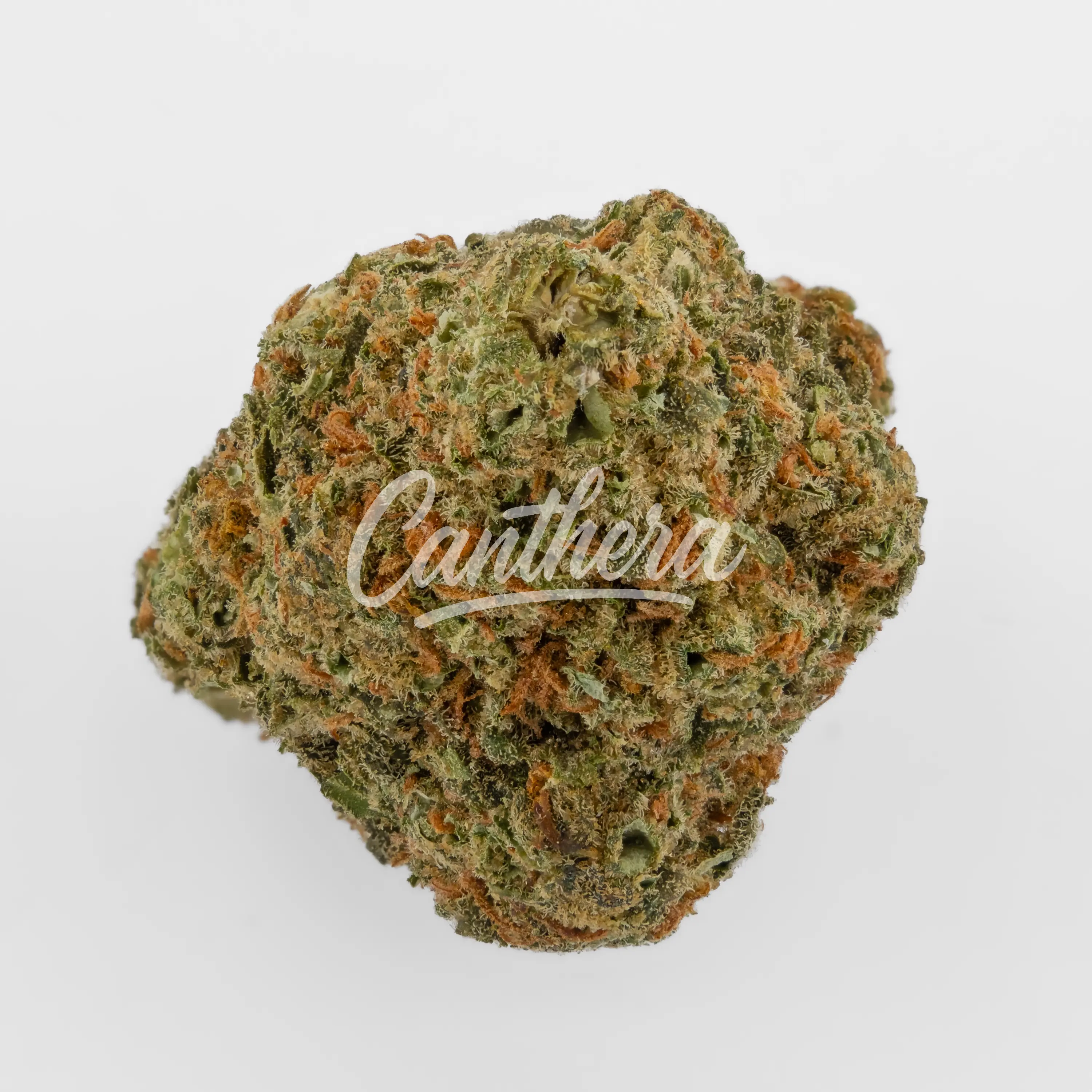 Cannamedical CM 24/1 BRY Strawberry OG Nahaufnahme einer medizinischen Cannabisblüte