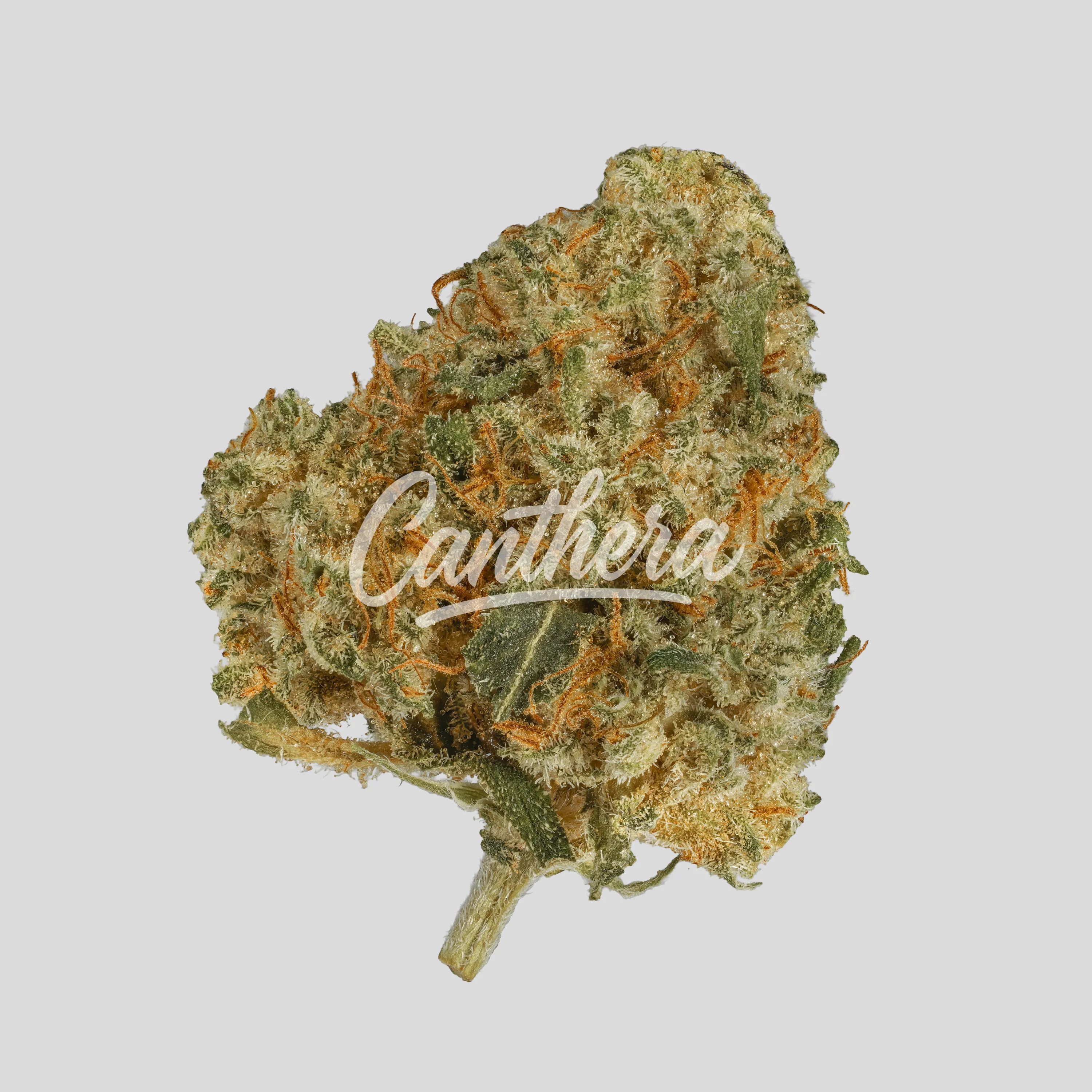 Cannamedical Hybrid Forte DK 24/1 - Ghost Train Haze