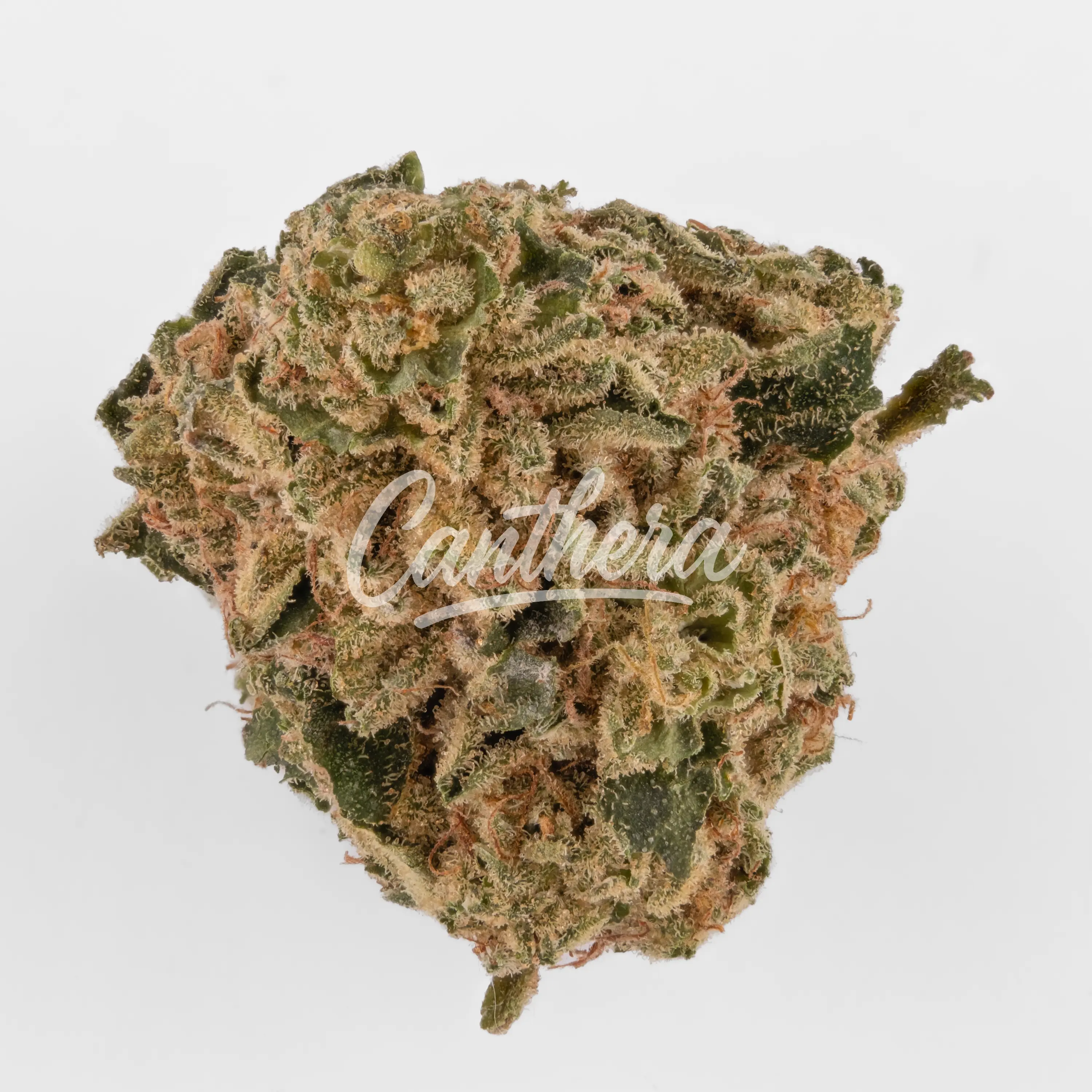 Nahaufnahme einer medizinischen Cannabisblüte