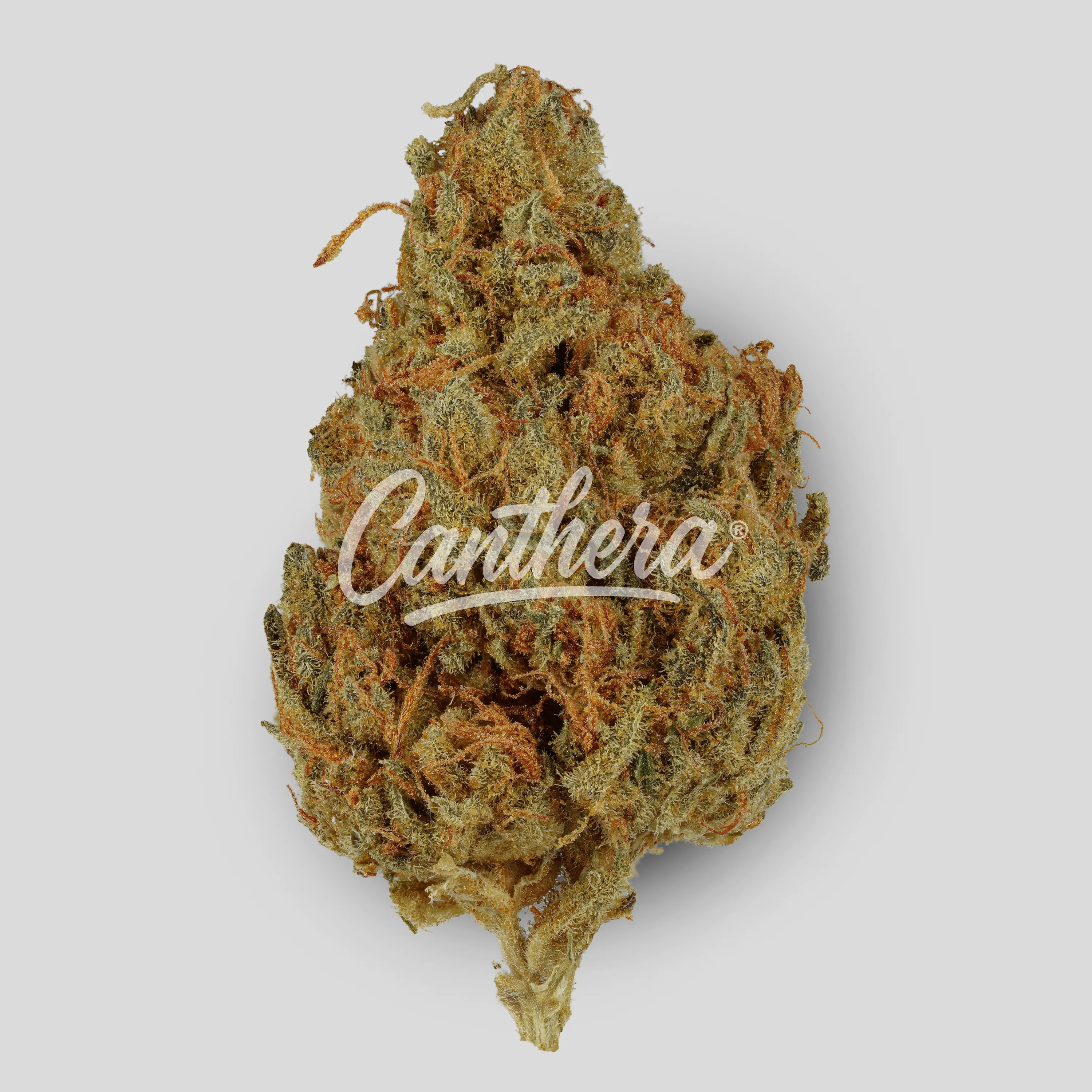 Wellford Luma 24/1 ZA SOC - Sour OG Cheese