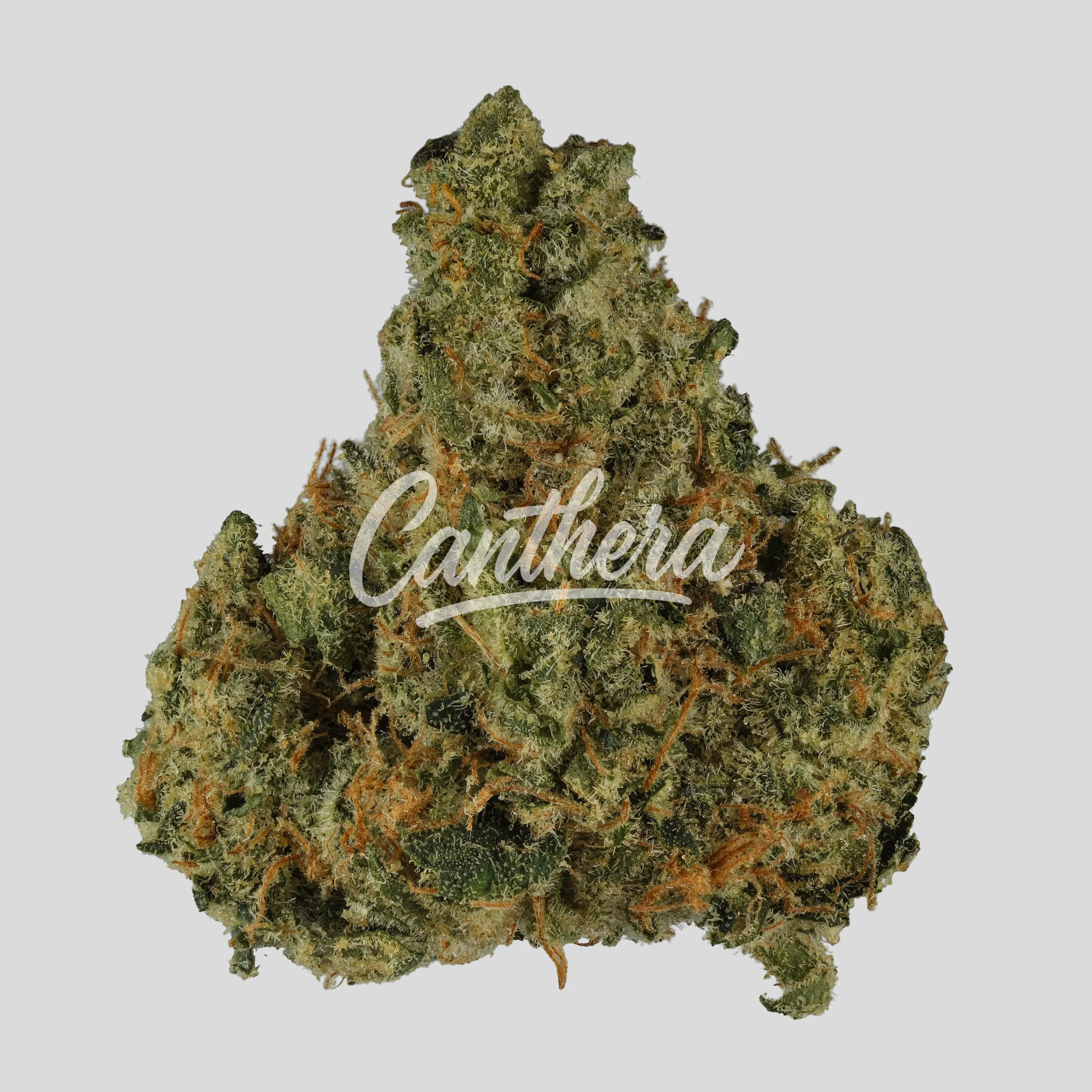 Bathera 25/1 SSH - Super Silver Haze