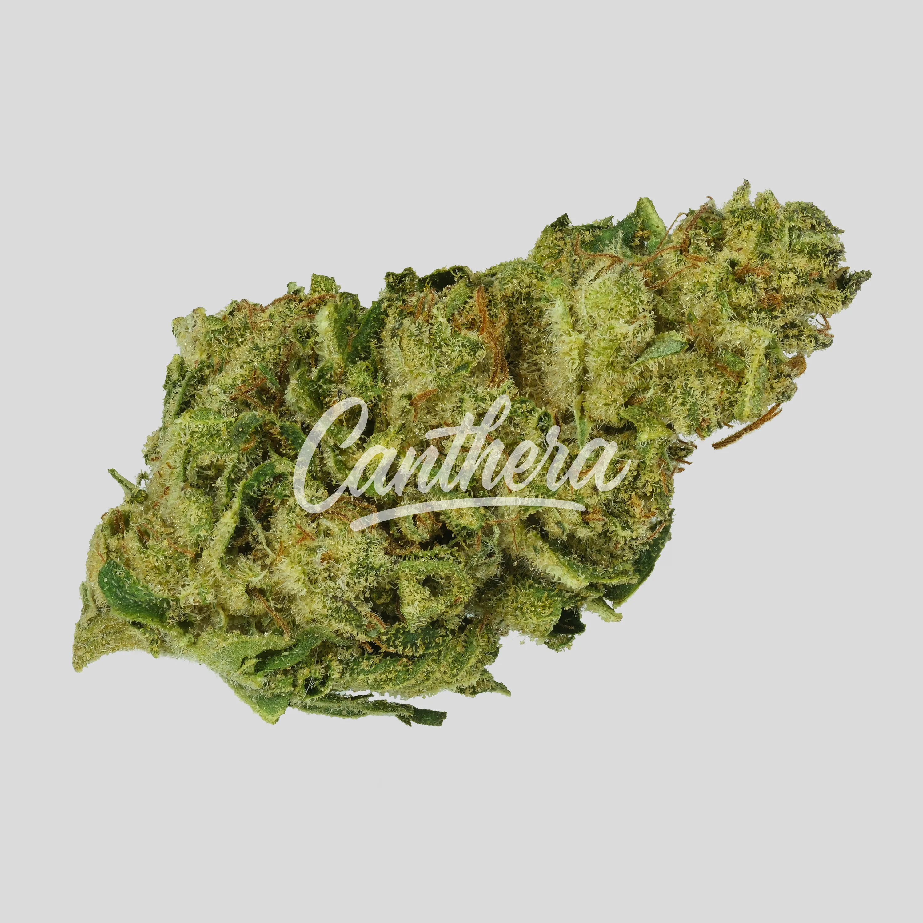 BG 18 KRK DAY - Kraken BG 18 KRK DAY - Kraken