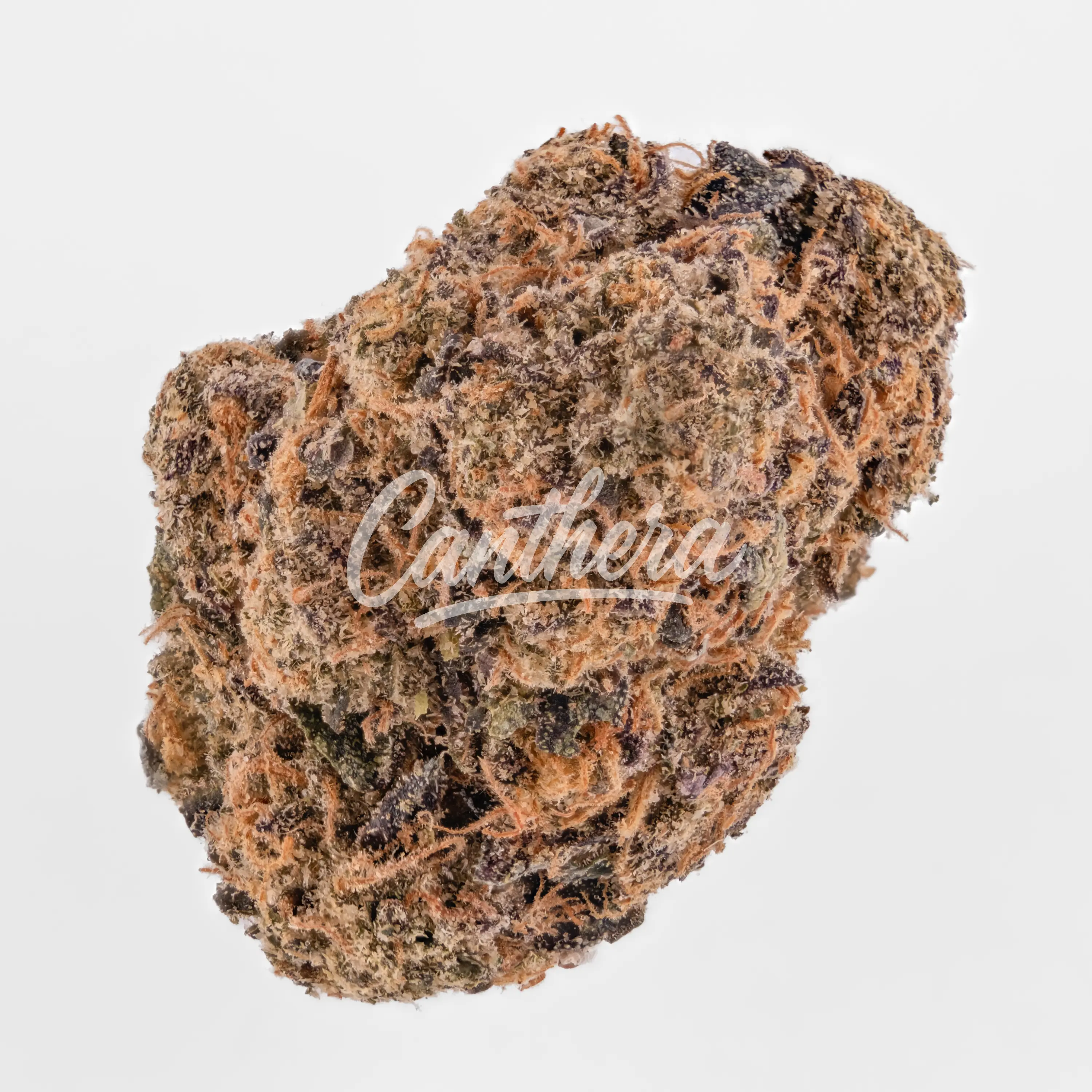 Green Karat MG 31/1 - Modified Gas Nahaufnahme einer medizinischen Cannabisblüte