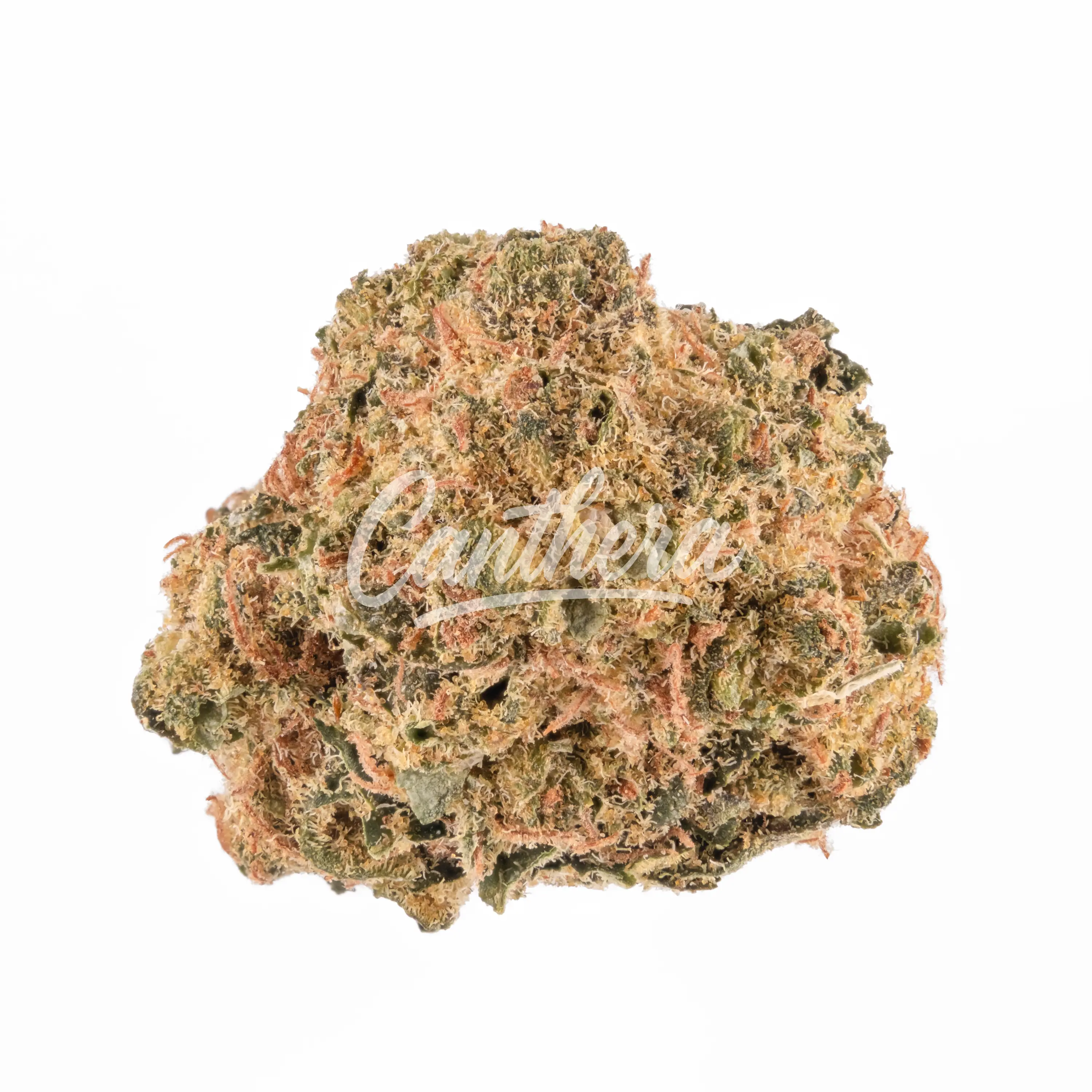 Demecan SC Low Drop Creamy Kees - Creamy Kee's No.5 Demecan SC Low Drop Creamy Kees - Creamy Kee's No.5