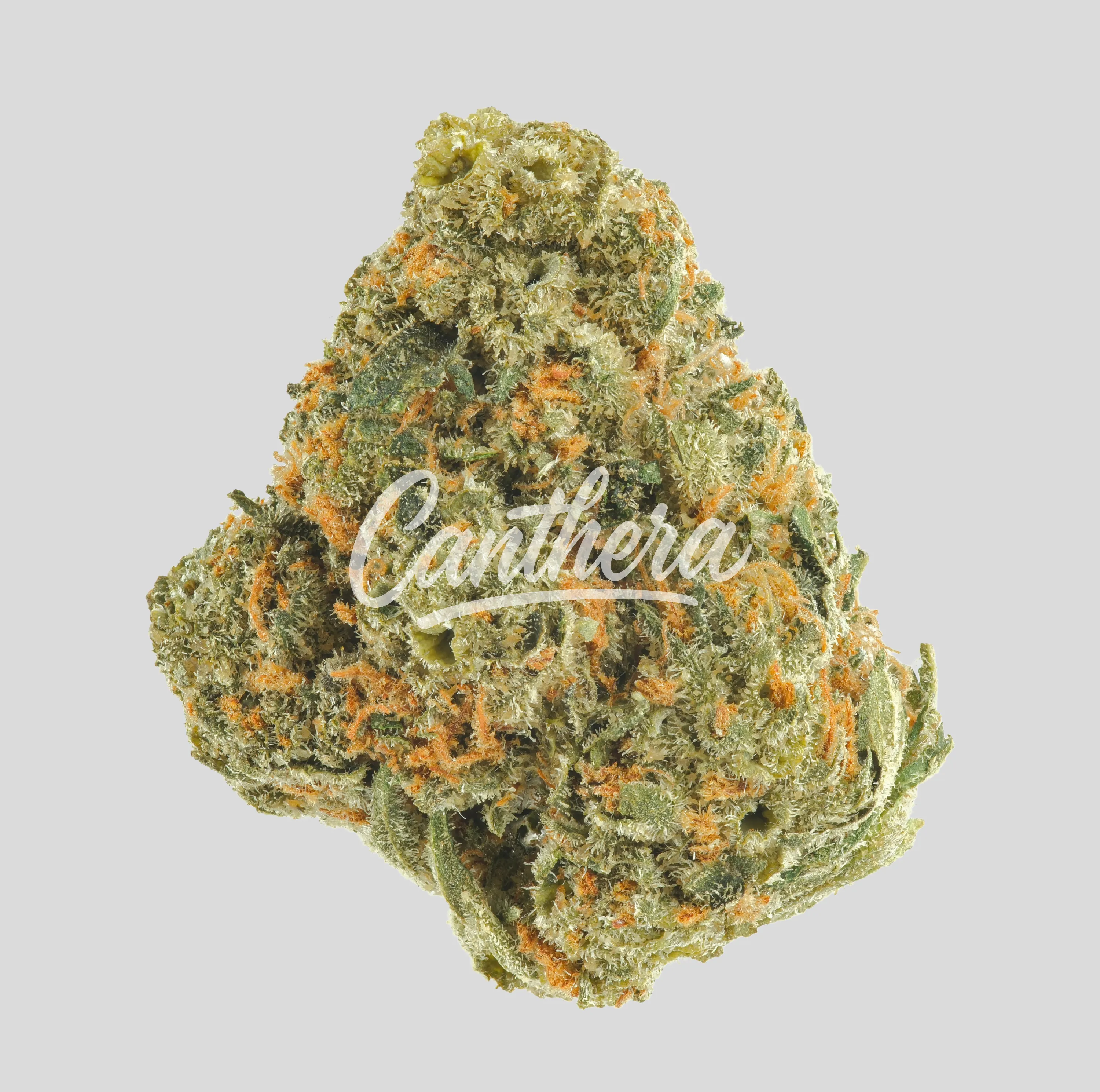 Huala 22/1 UK CIN - Cinderella Kush