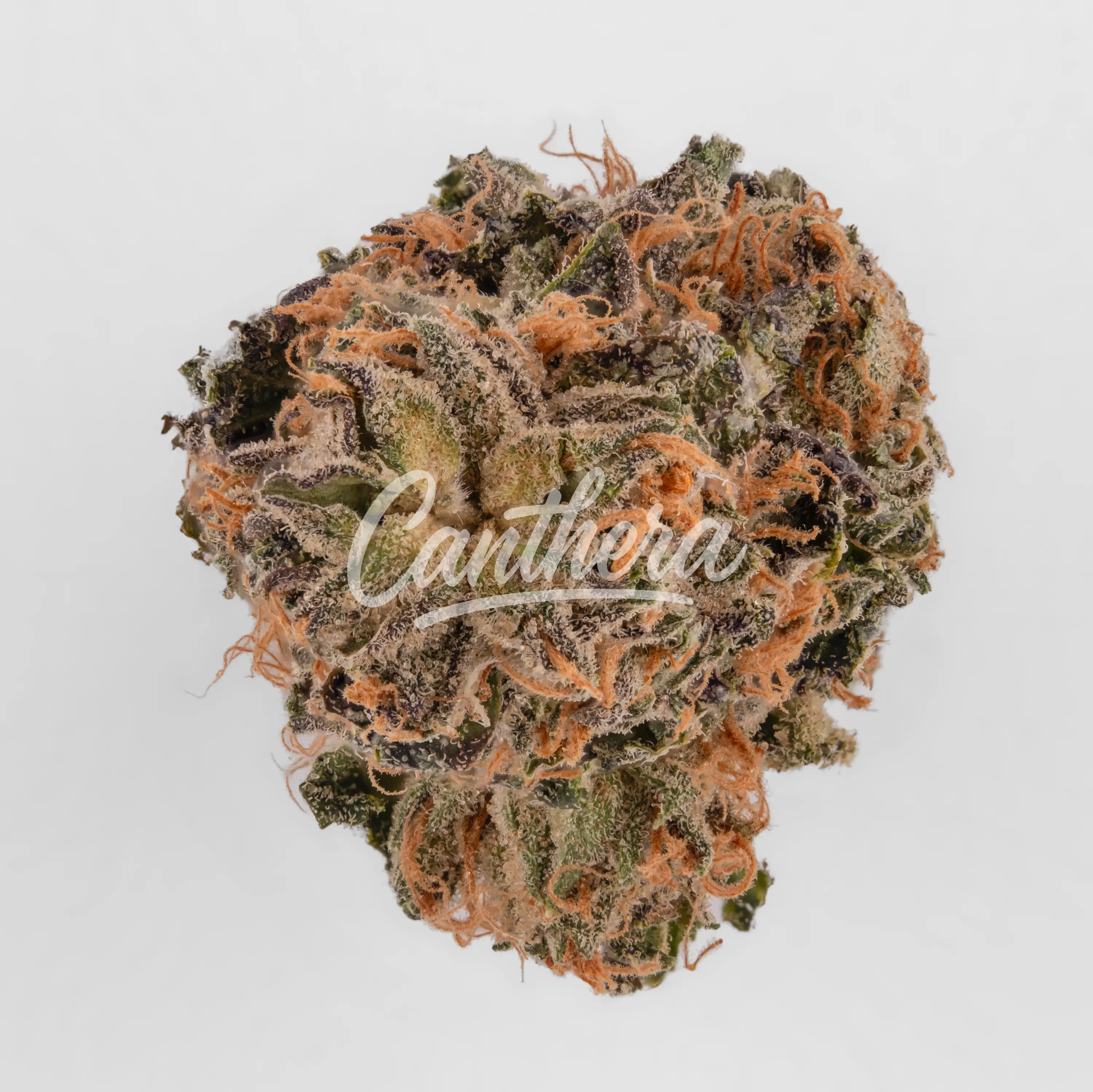 Demecan Craft Blue Z 20/1 - Blue Zushi Nahaufnahme einer medizinischen Cannabisblüte