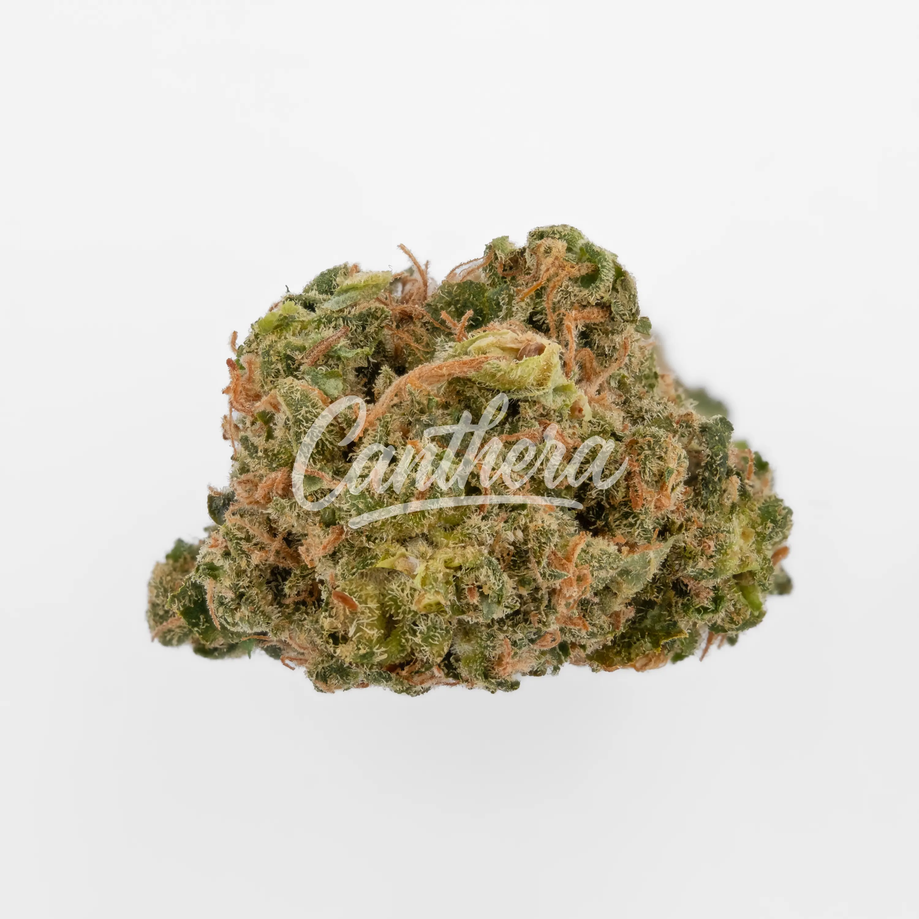 Nahaufnahme einer medizinischen Cannabisblüte