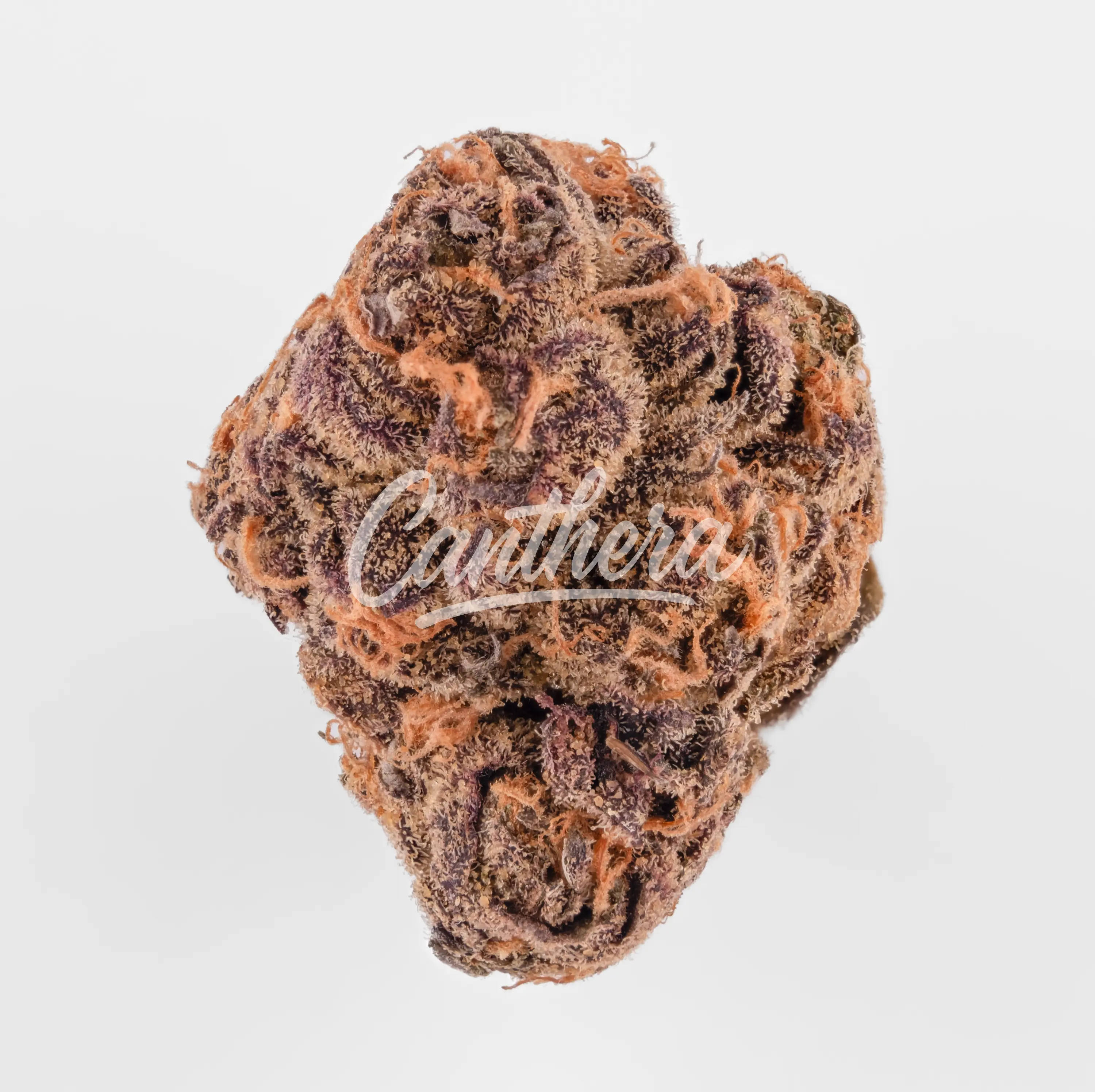 Cookies 22/1 A&B - Apples & Bananas Nahaufnahme einer medizinischen Cannabisblüte