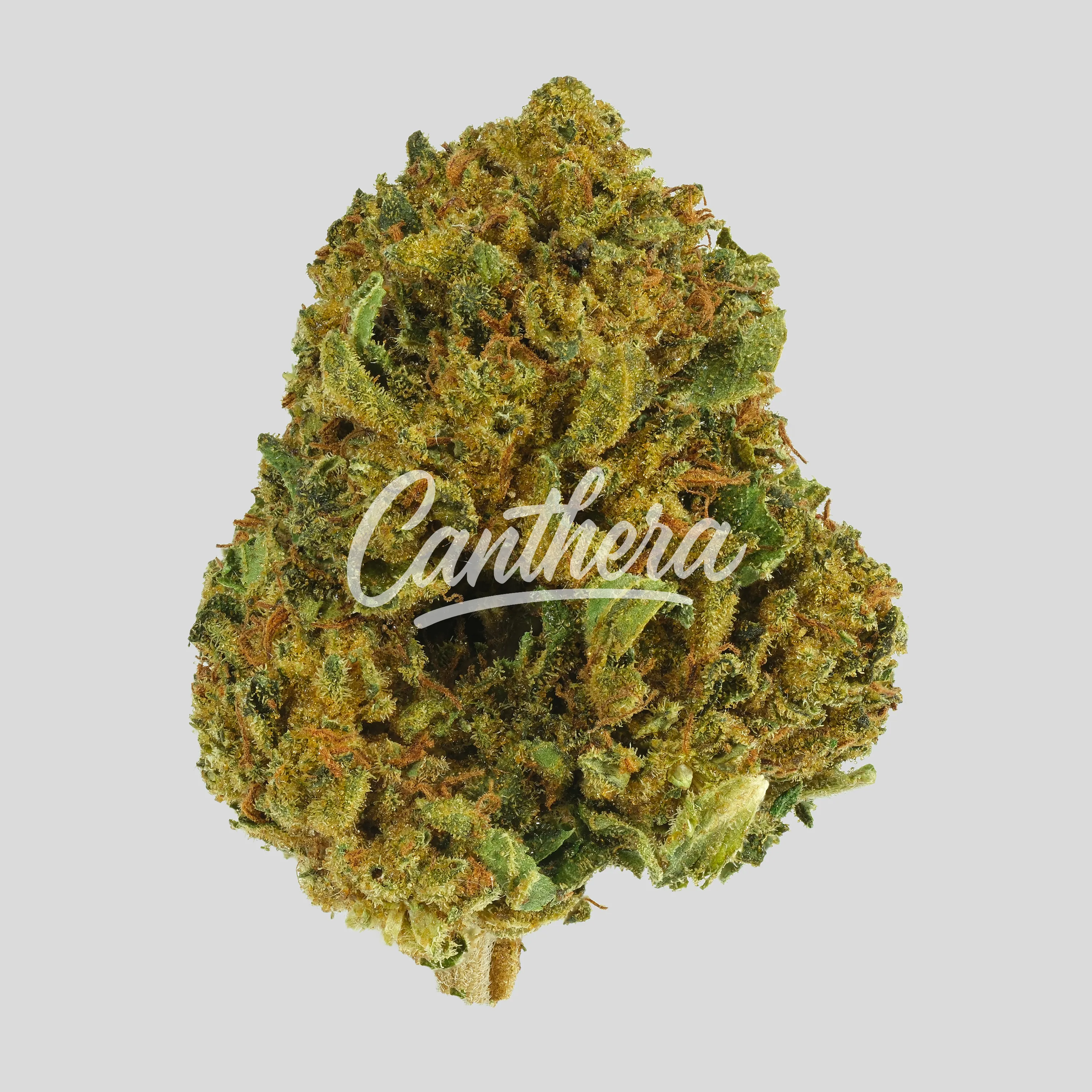 Remexian 30/1 CAL PTS - Phantom Shape Remexian 30/1 CAL PTS - Phantom Shape