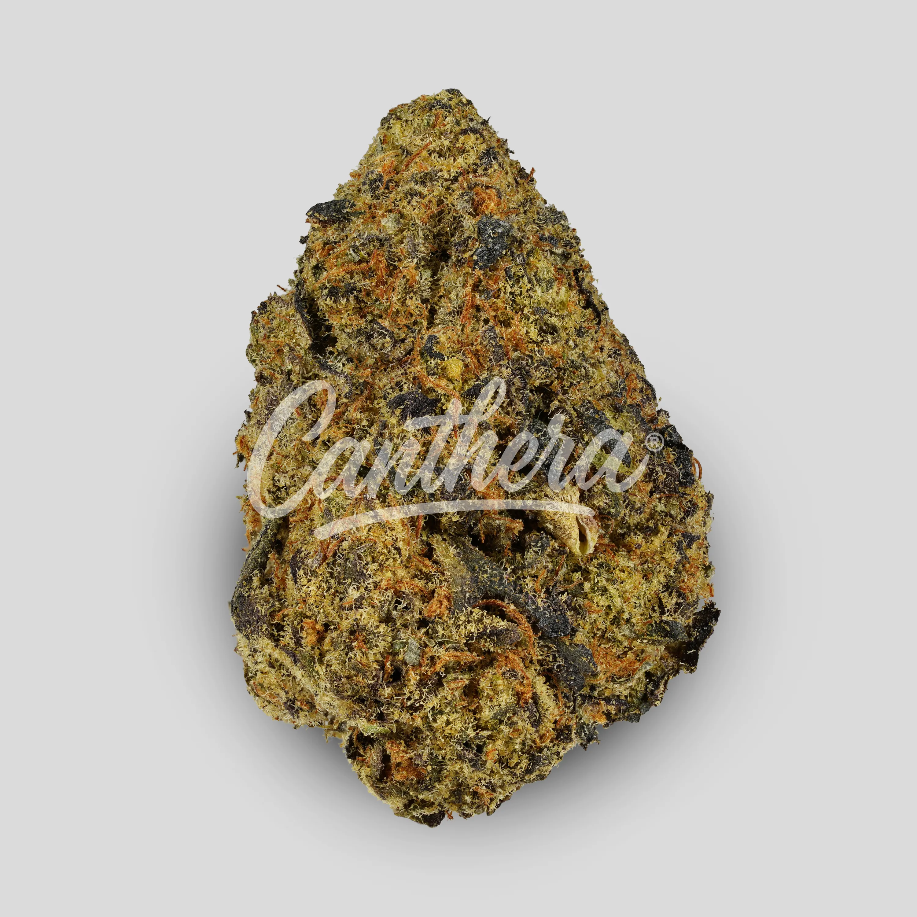 Organic Sweetgrass BLT 30/1 - Blacklight Organic Sweetgrass BLT 30/1 - Blacklight