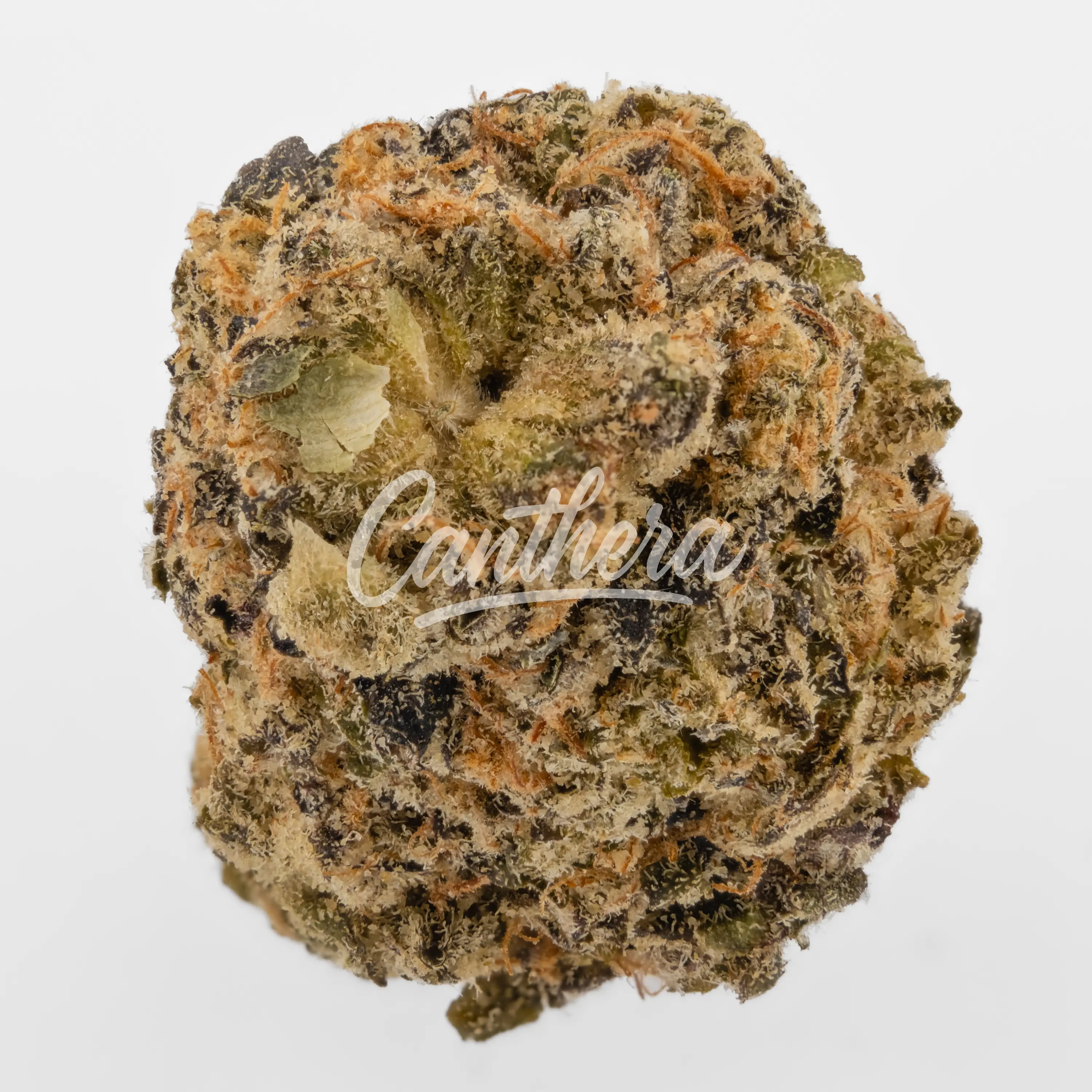 Nahaufnahme einer medizinischen Cannabisblüte