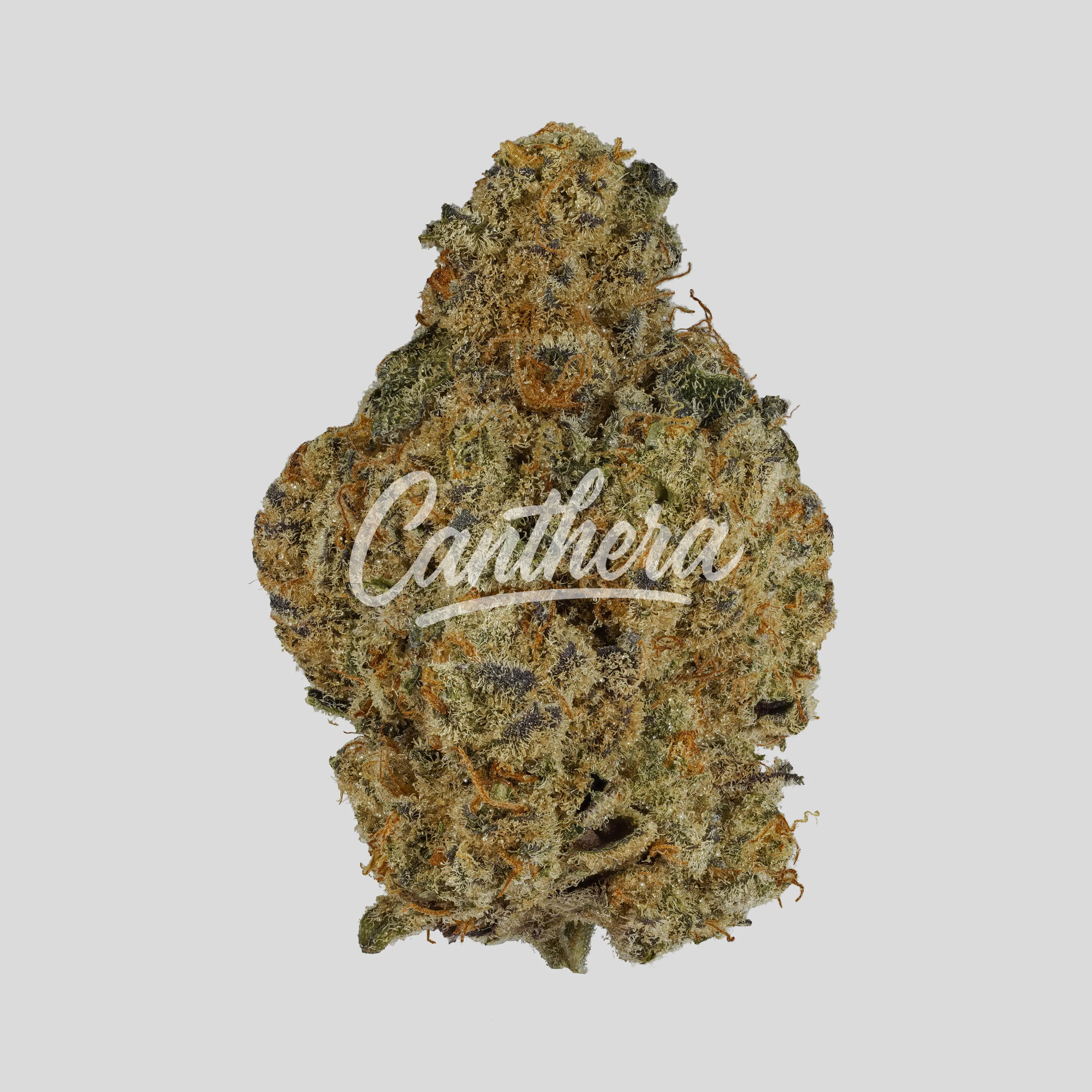420 Evolution 25/1 PT LPC - London Pound Cake 420 Evolution 25/1 PT LPC - London Pound Cake