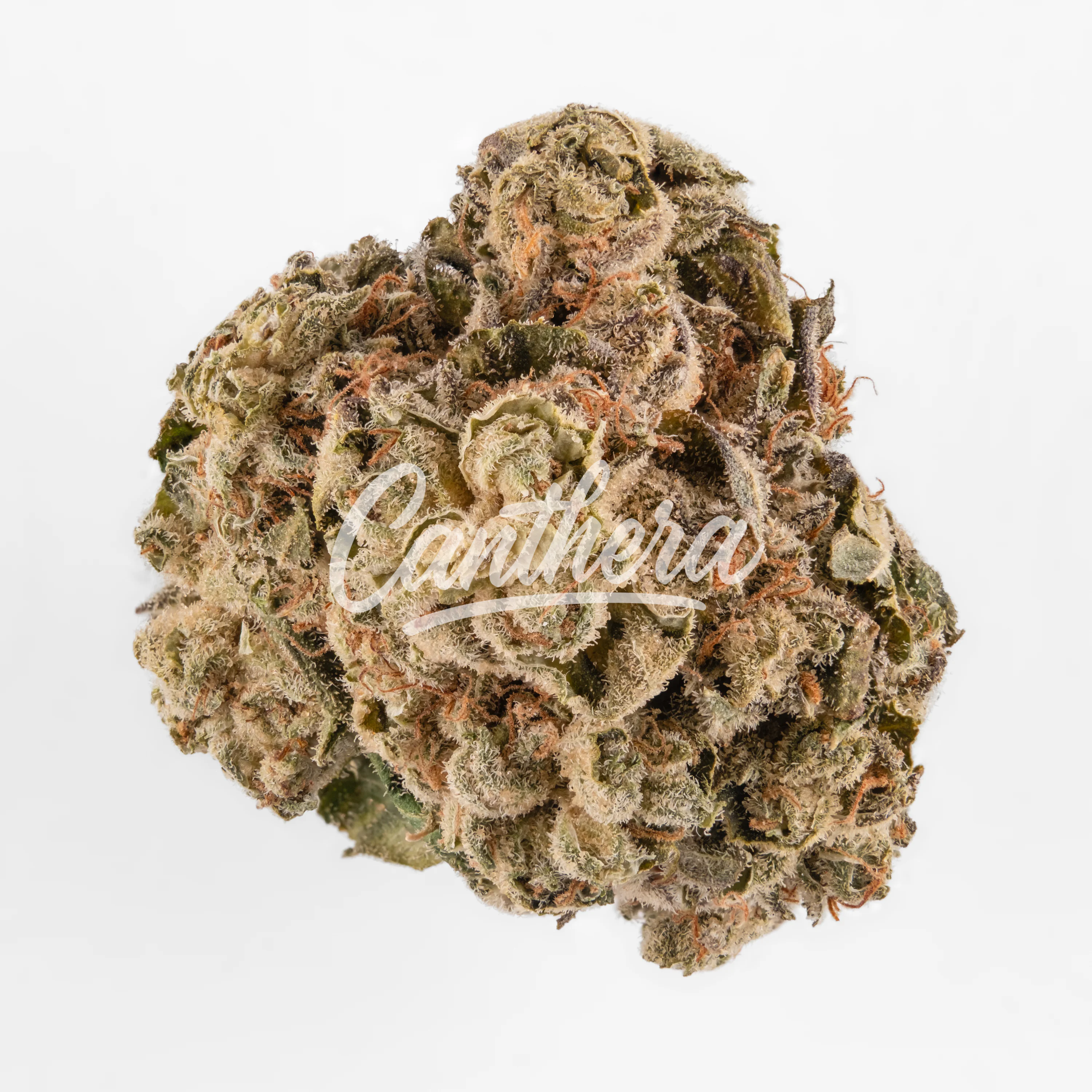 420 Evolution PVB 22/1 Private Banana