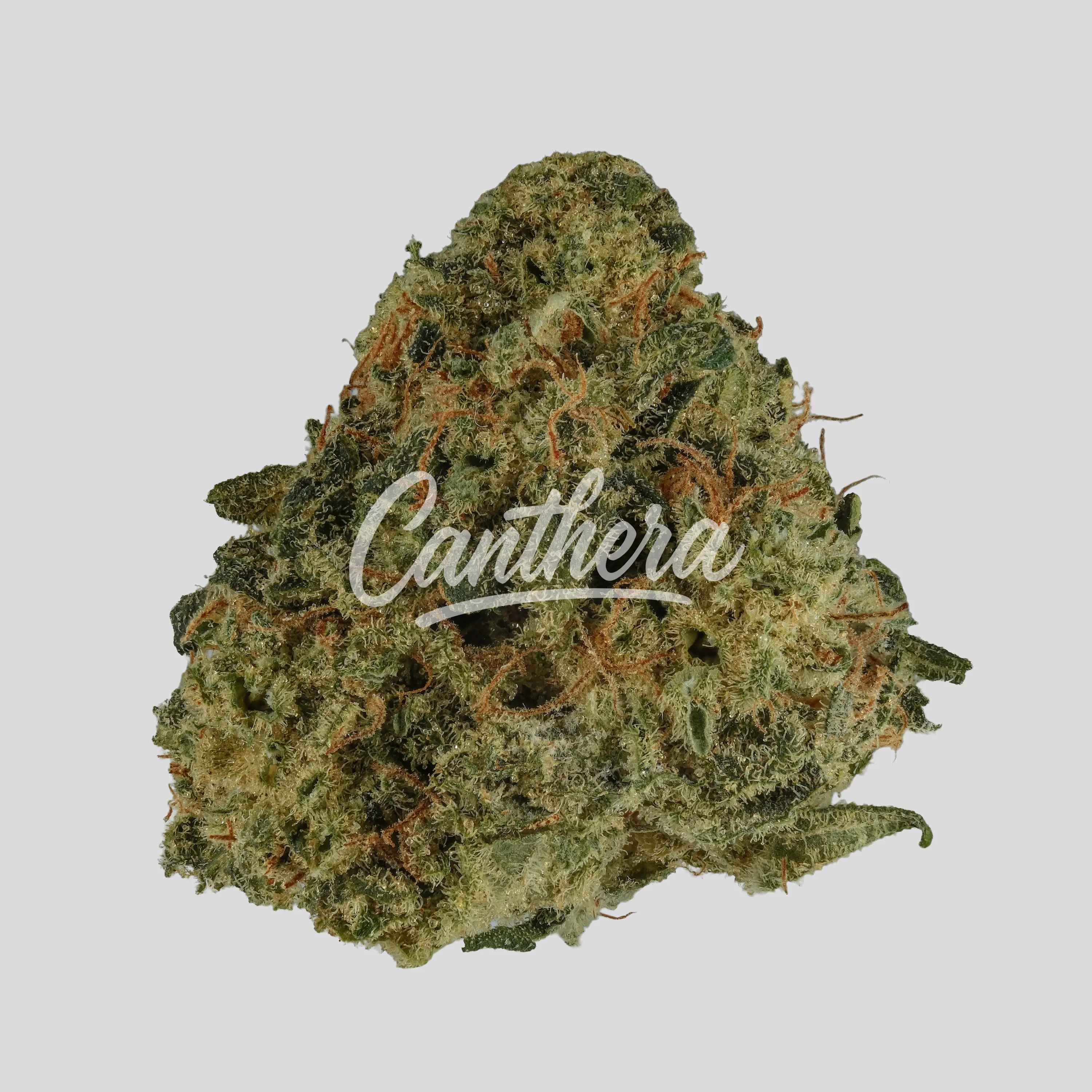 Luana 20/1 GSC - Girl Scout Cookies