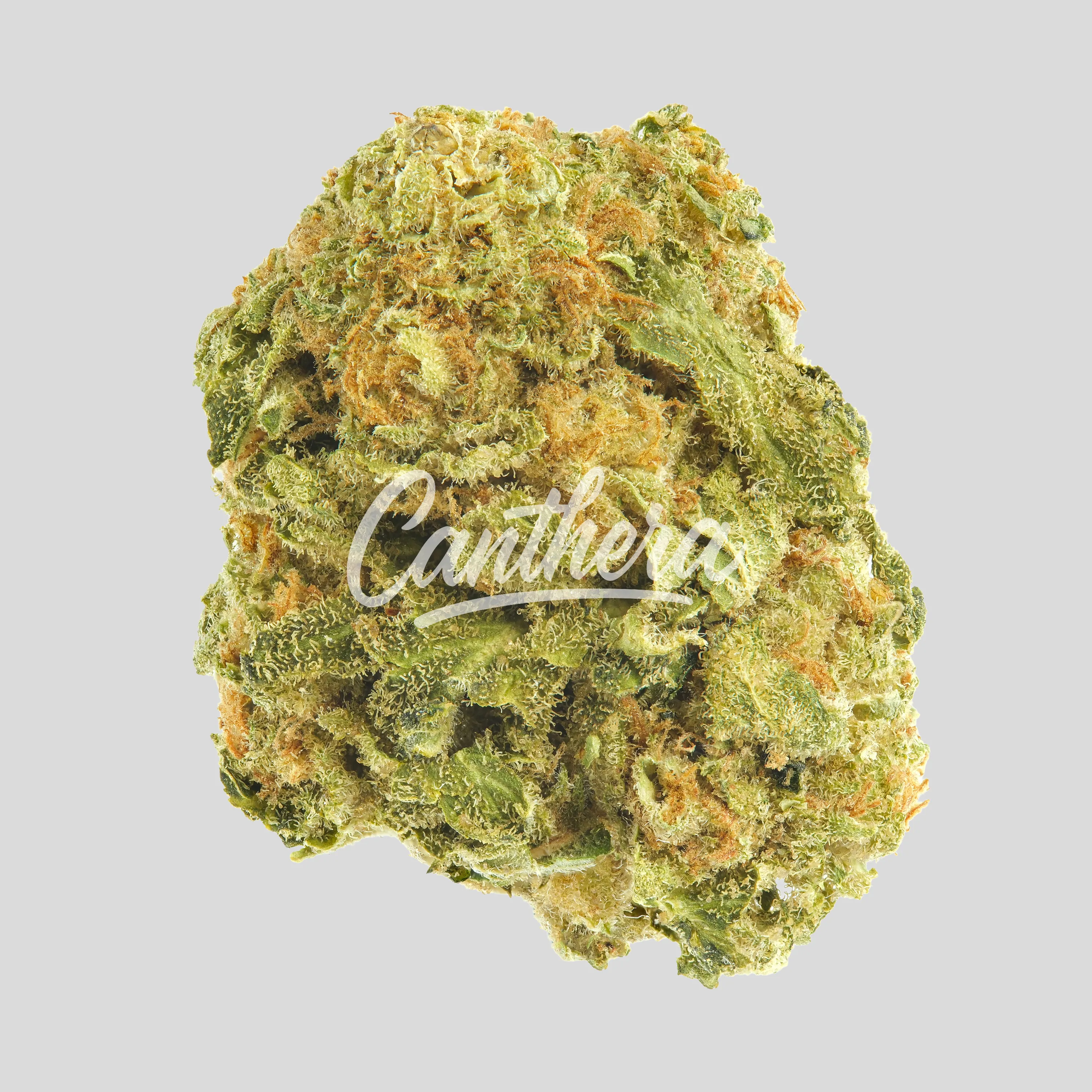 Mediprocan Lunaris 23/1 - Lava Cake