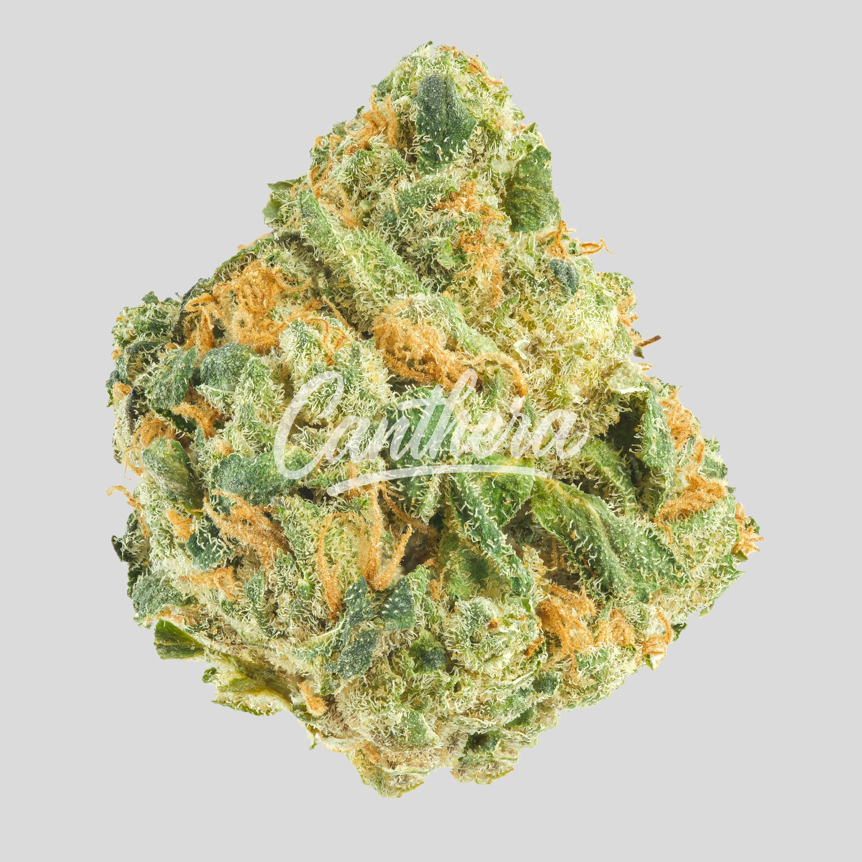 Huala 22/1 CA - WOT - Whiteout Huala 22/1 CA - WOT - Whiteout