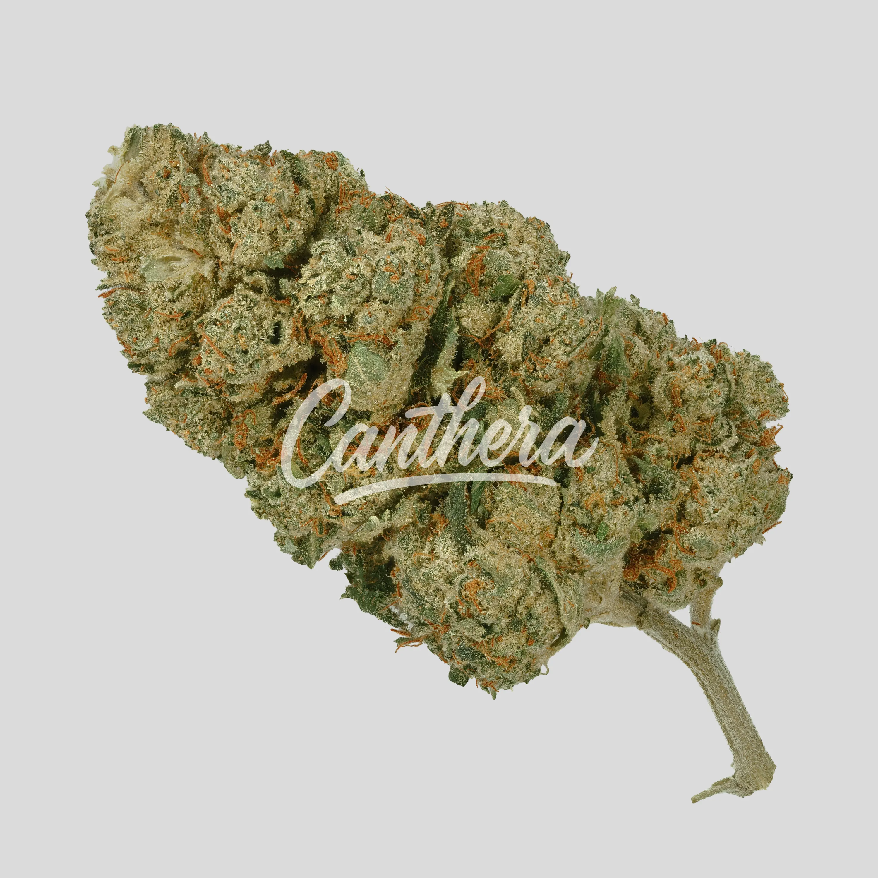 Luana 20/1 Donny B - Bunatic