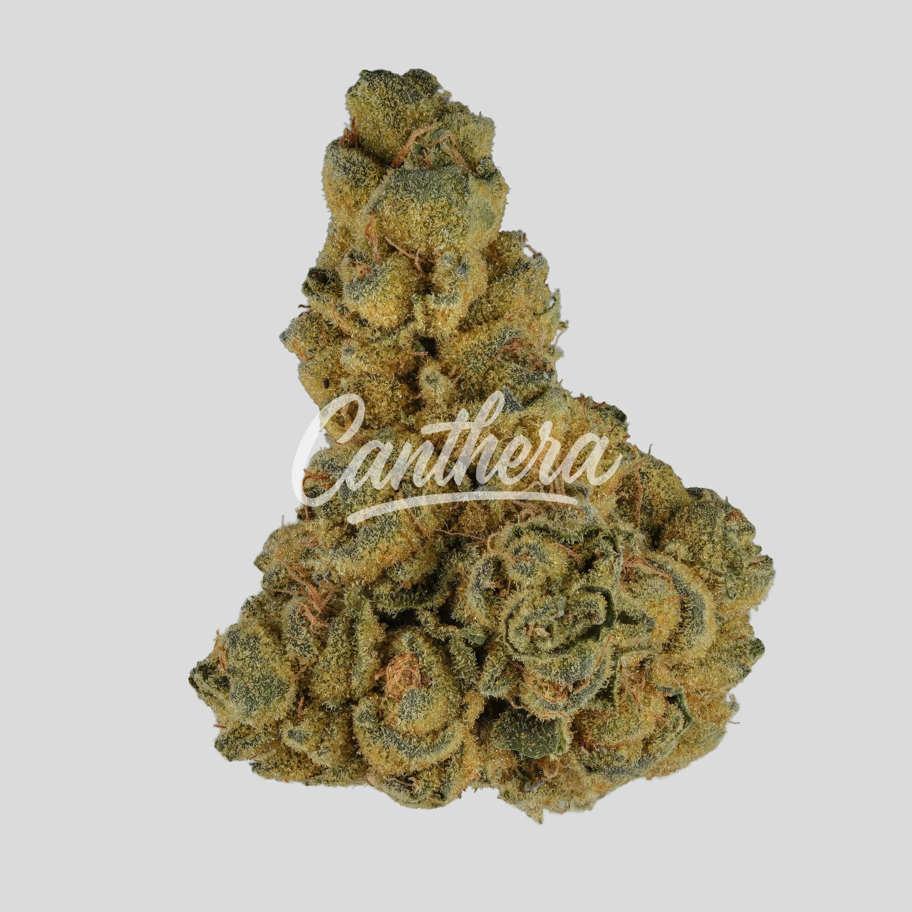 Apollo 33/1 EUF - Delicata Cookies