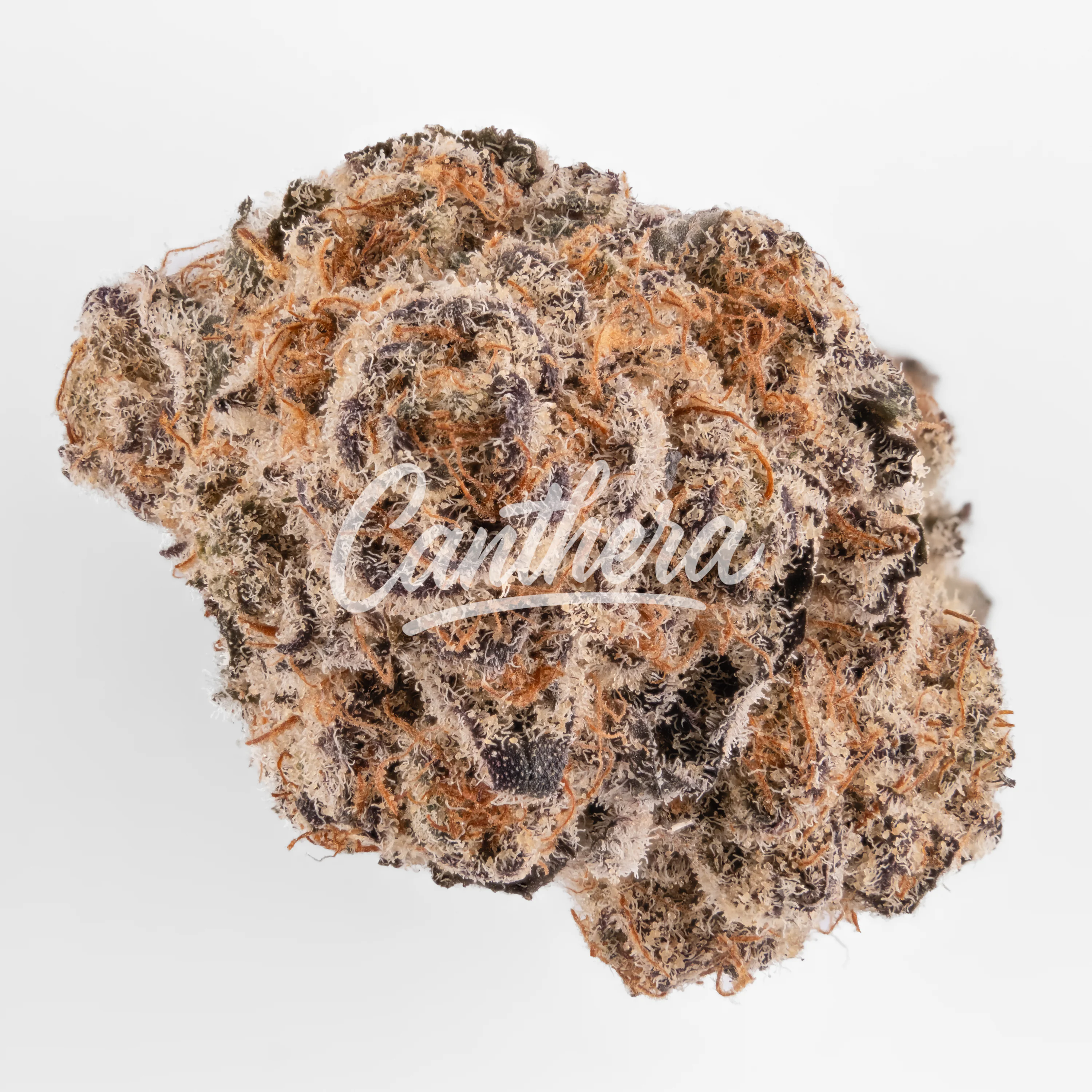 Roxton Air STV 25/1 Jelly Rancher