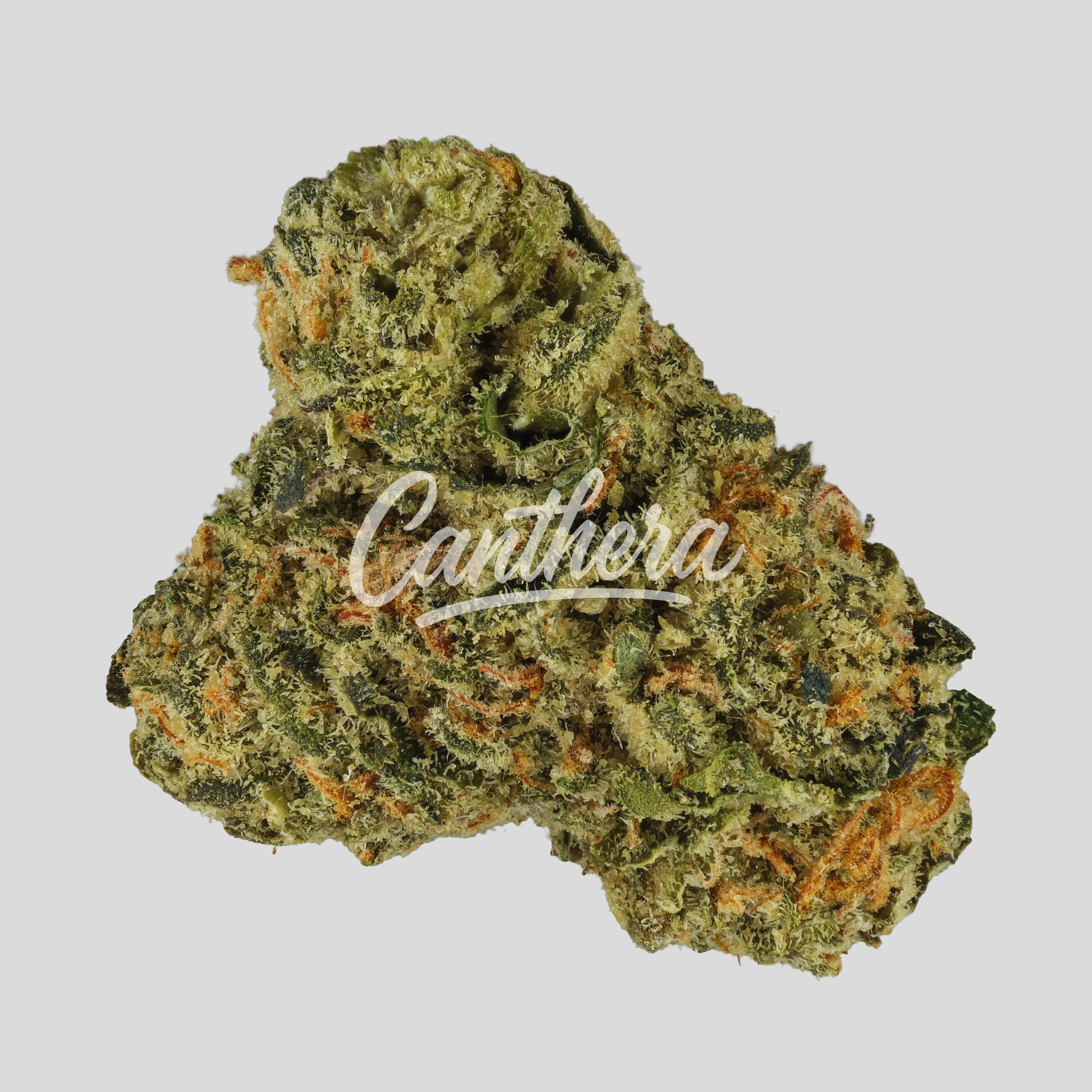 ZOIKS 22/1 AZZ - Azzai