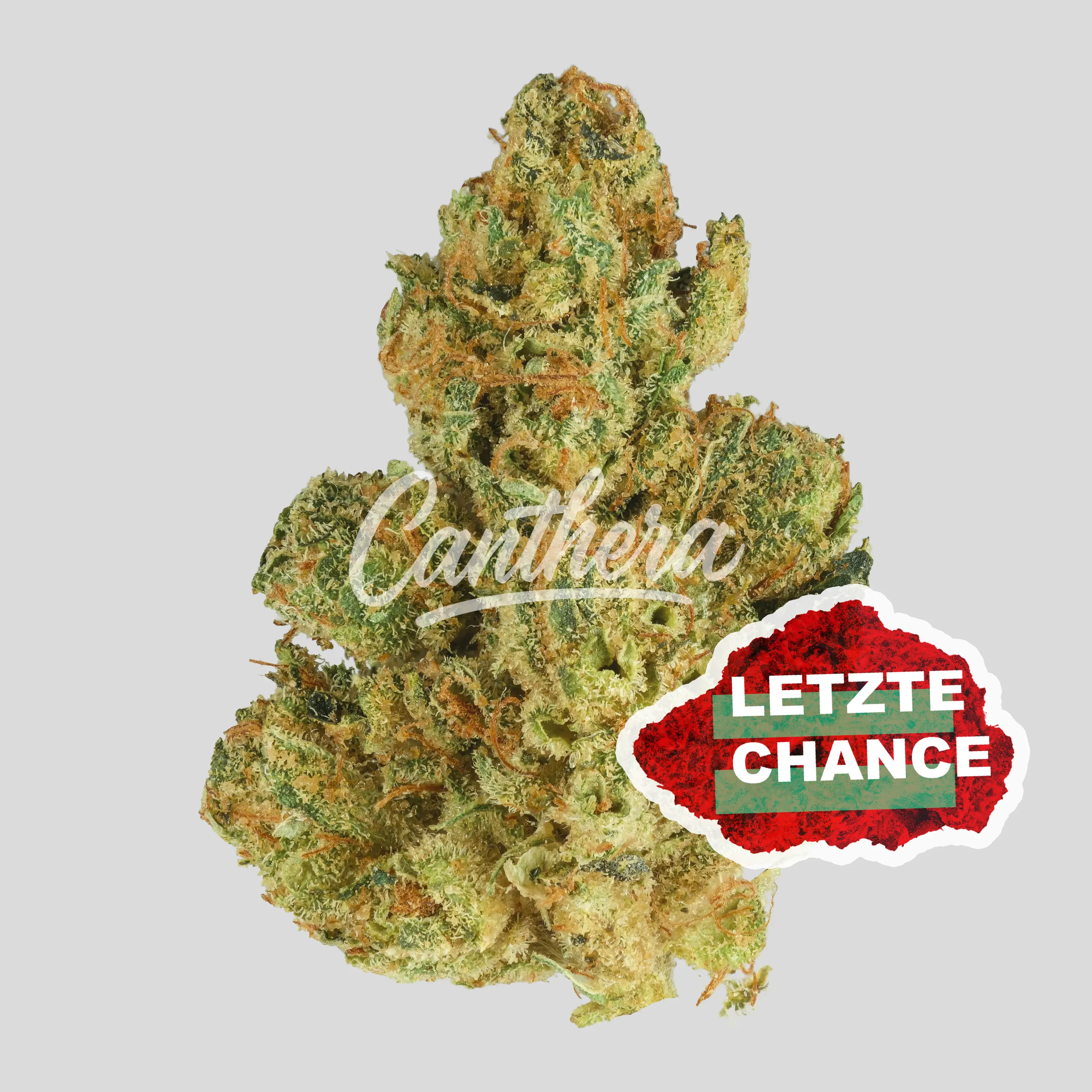 420 Evolution 27/1 CA BUL - Bucket List 420 Evolution 27/1 CA BUL - Bucket List