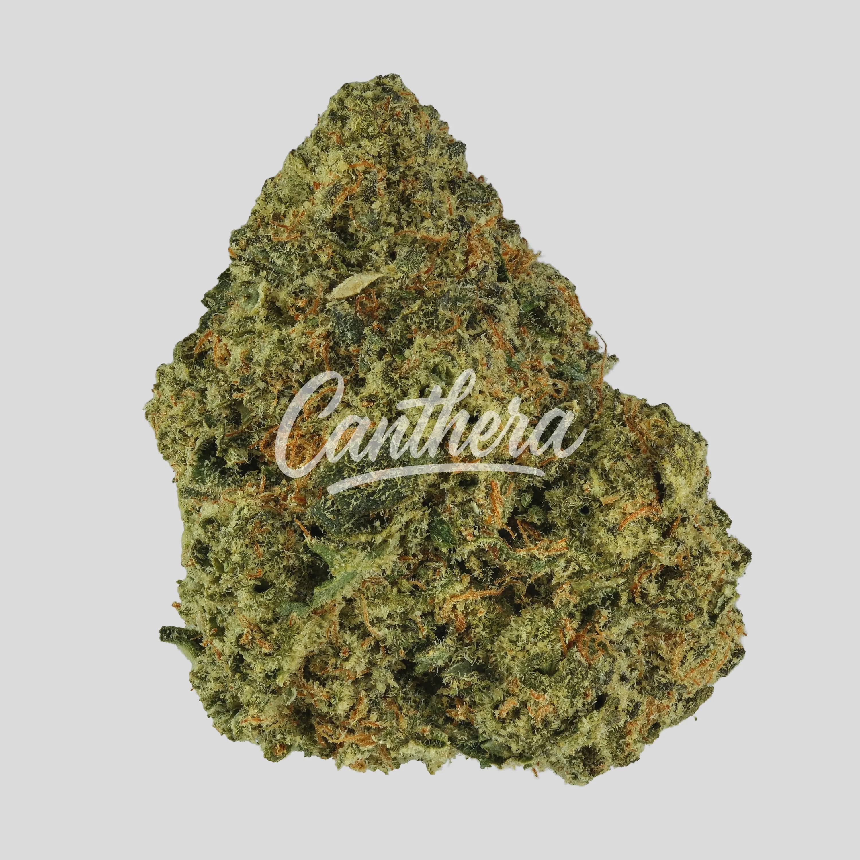 NICE 26/1 GP - Georgia Pie