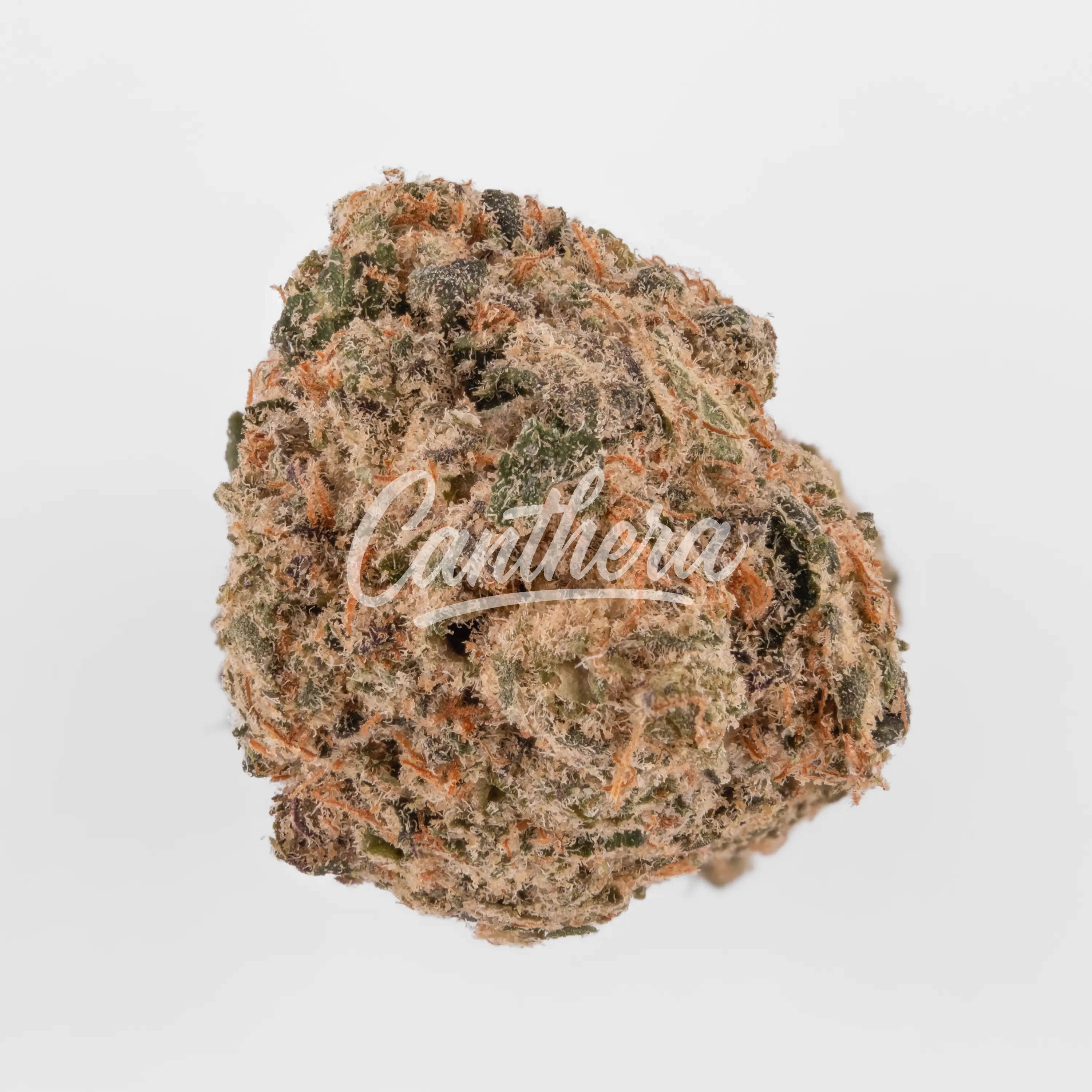 Nahaufnahme einer medizinischen Cannabisblüte