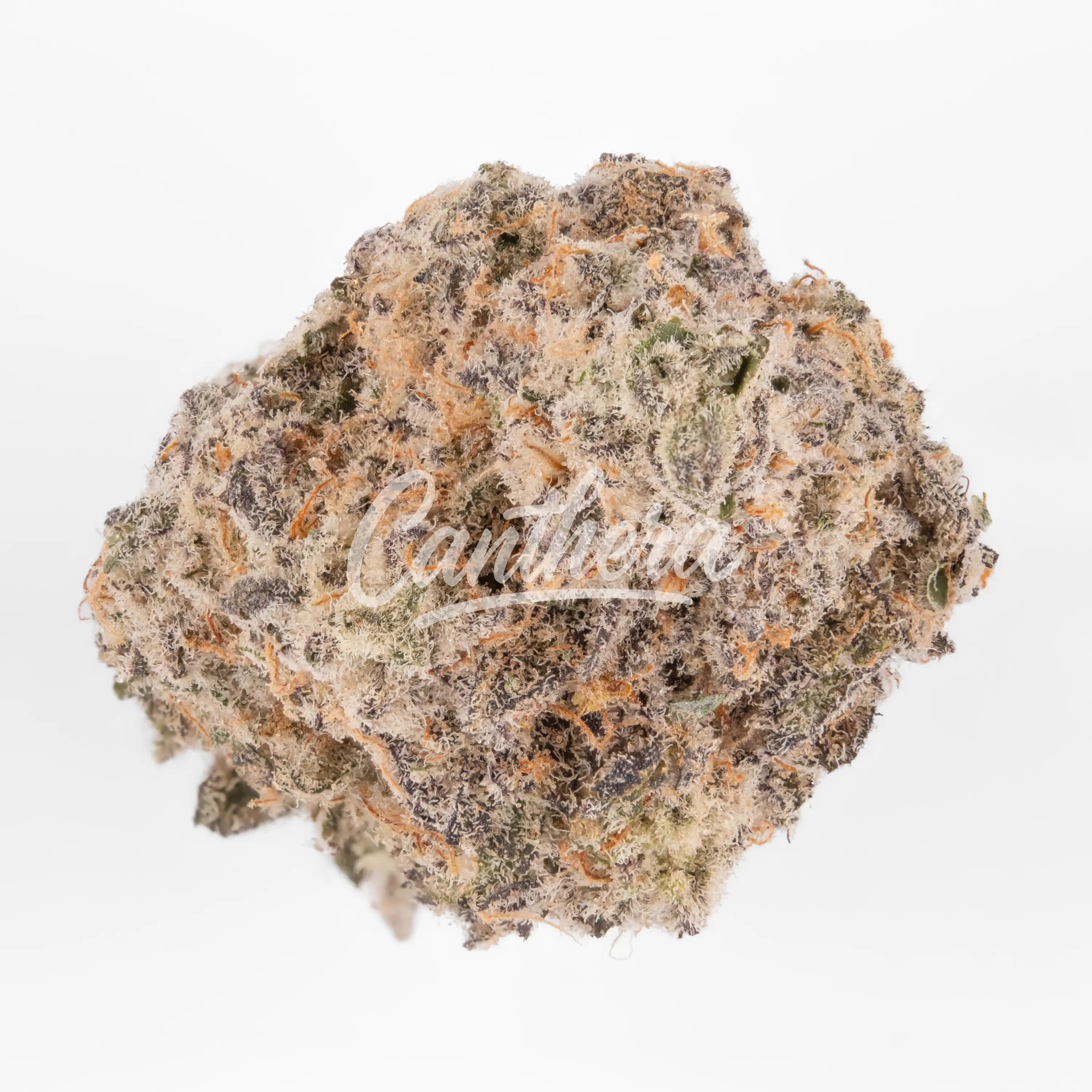 420 Evolution 20/1 CA MAC - MAC 1