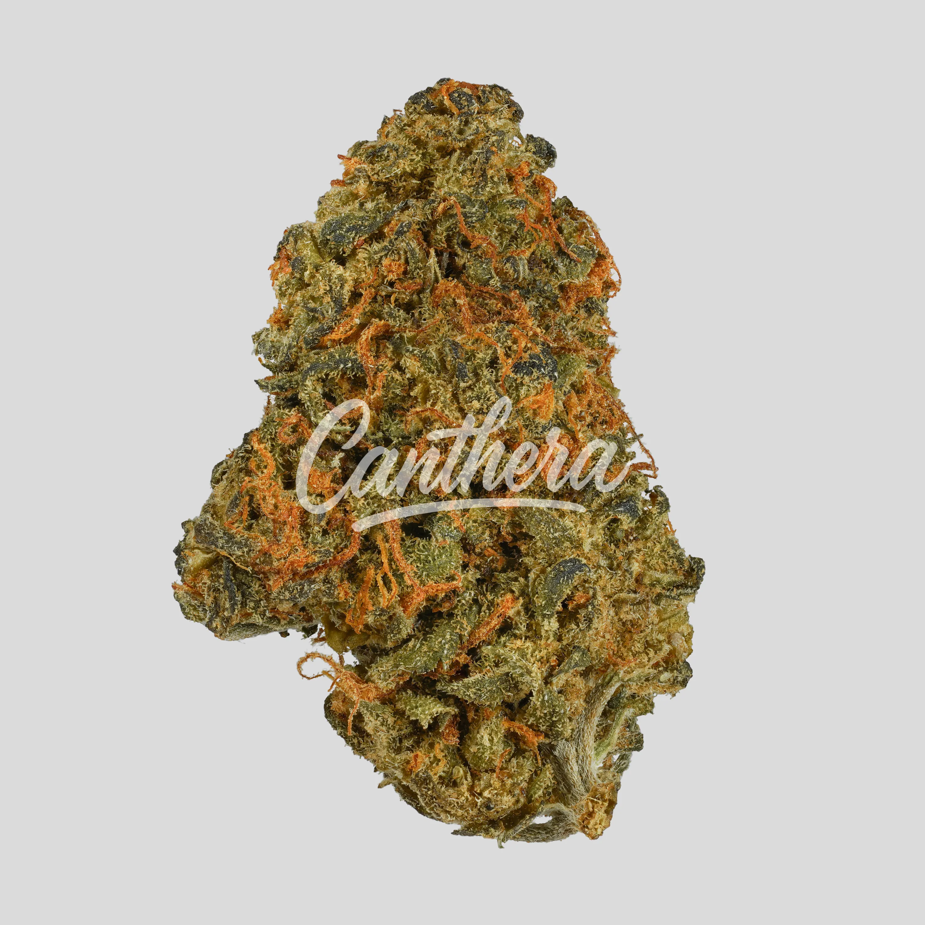 Weeco WW 24/1 DK - White Widow Weeco WW 24/1 DK - White Widow
