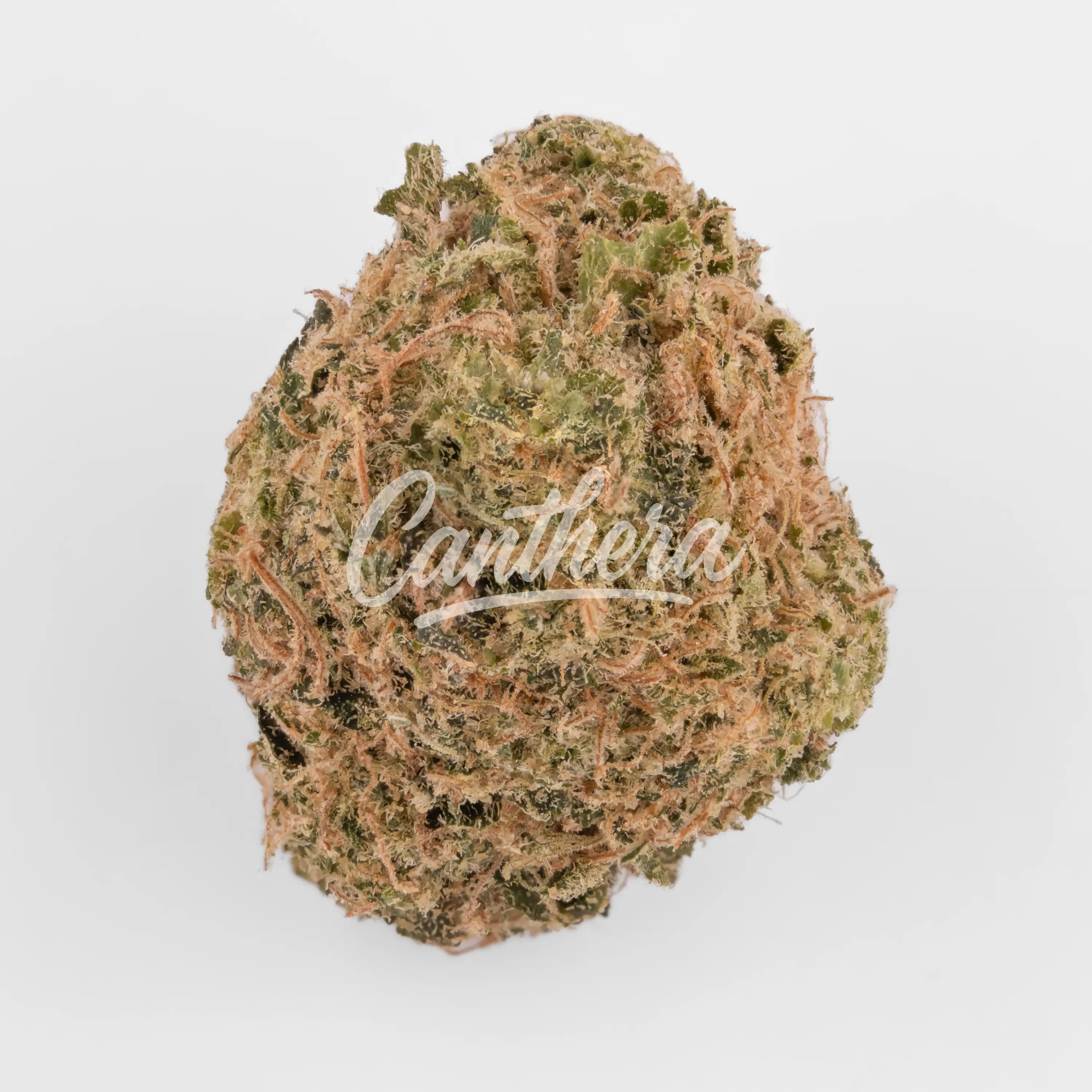 Remexian 27/1 HMA PYW - Peyote Wifi Nahaufnahme einer medizinischen Cannabisblüte