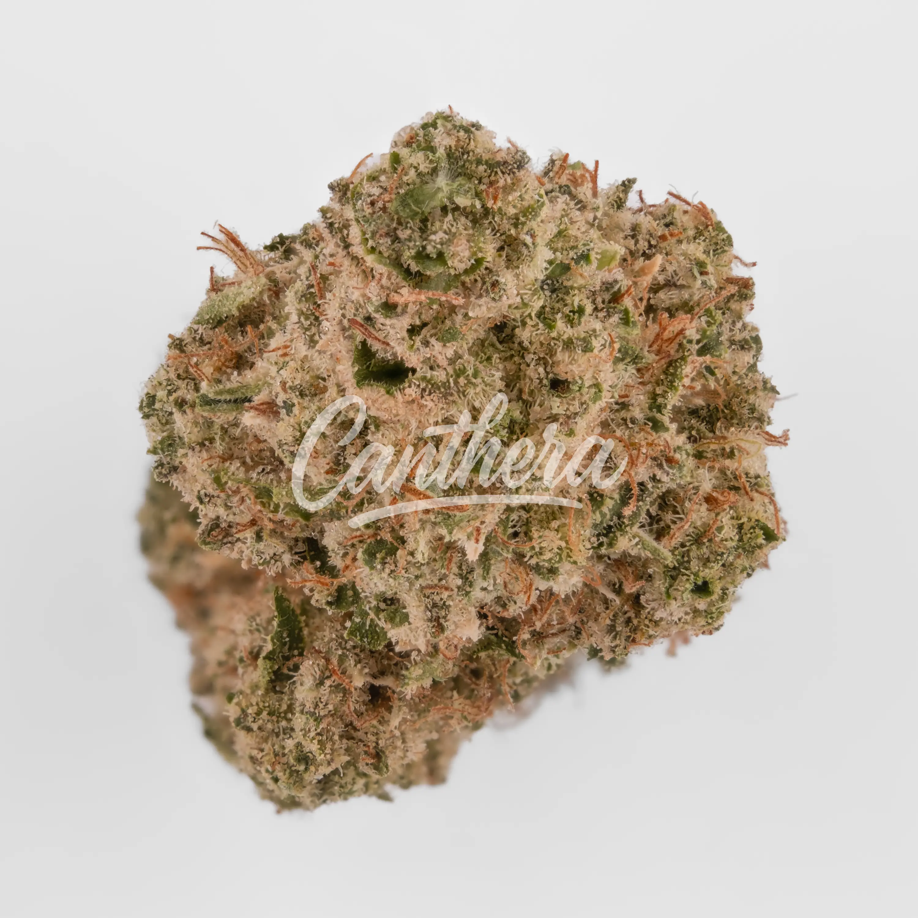 Nahaufnahme einer medizinischen Cannabisblüte