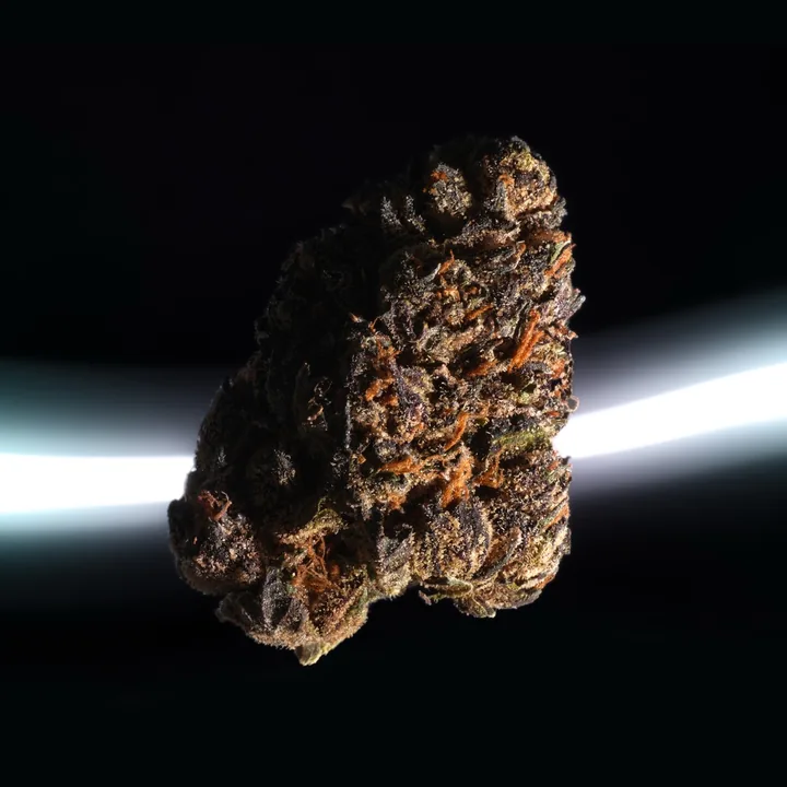 Cannabisblüte im Licht – Sorte aus dem Canthera Sortiment