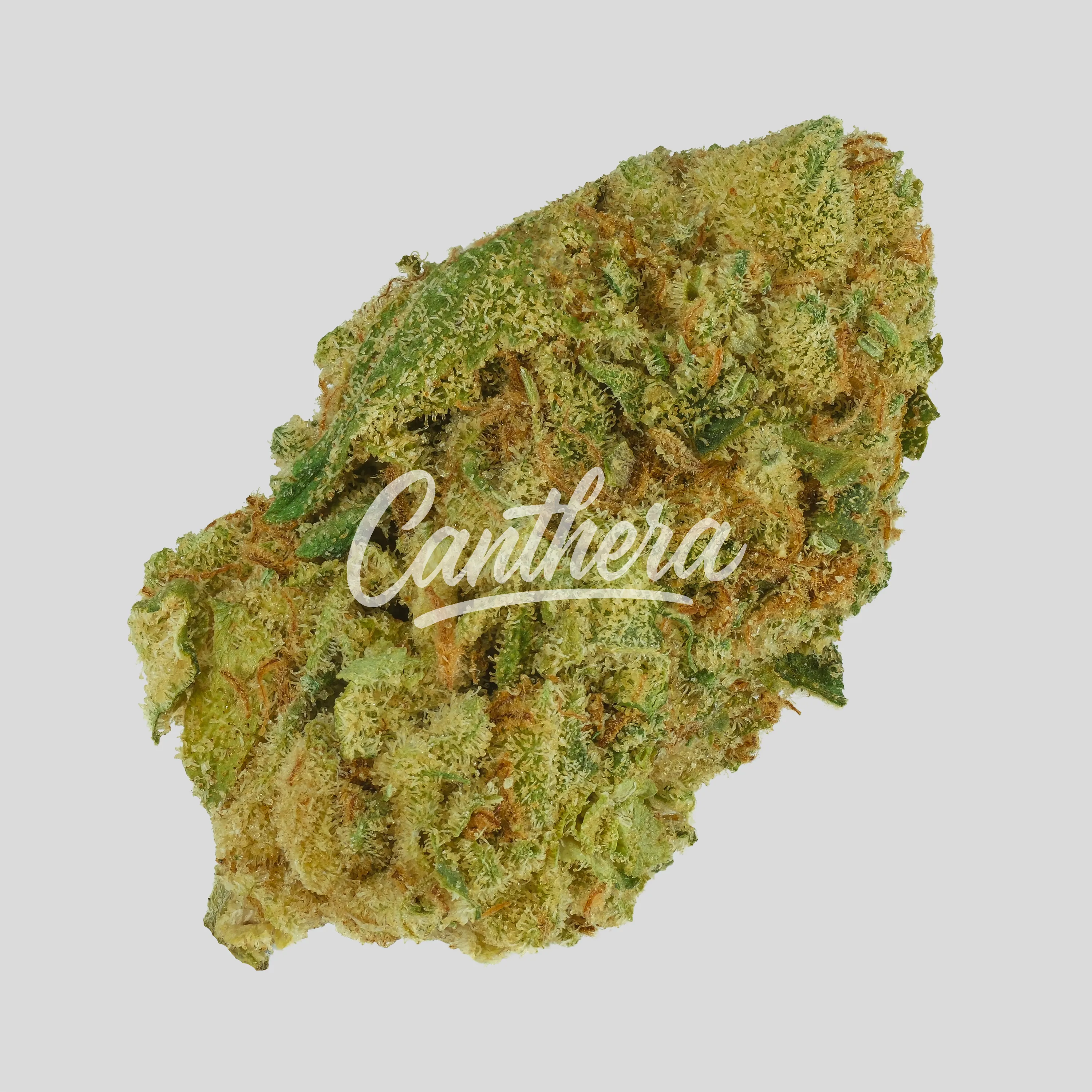 Enua 25/1 MB CA - Mega Breath Enua 25/1 MB CA - Mega Breath