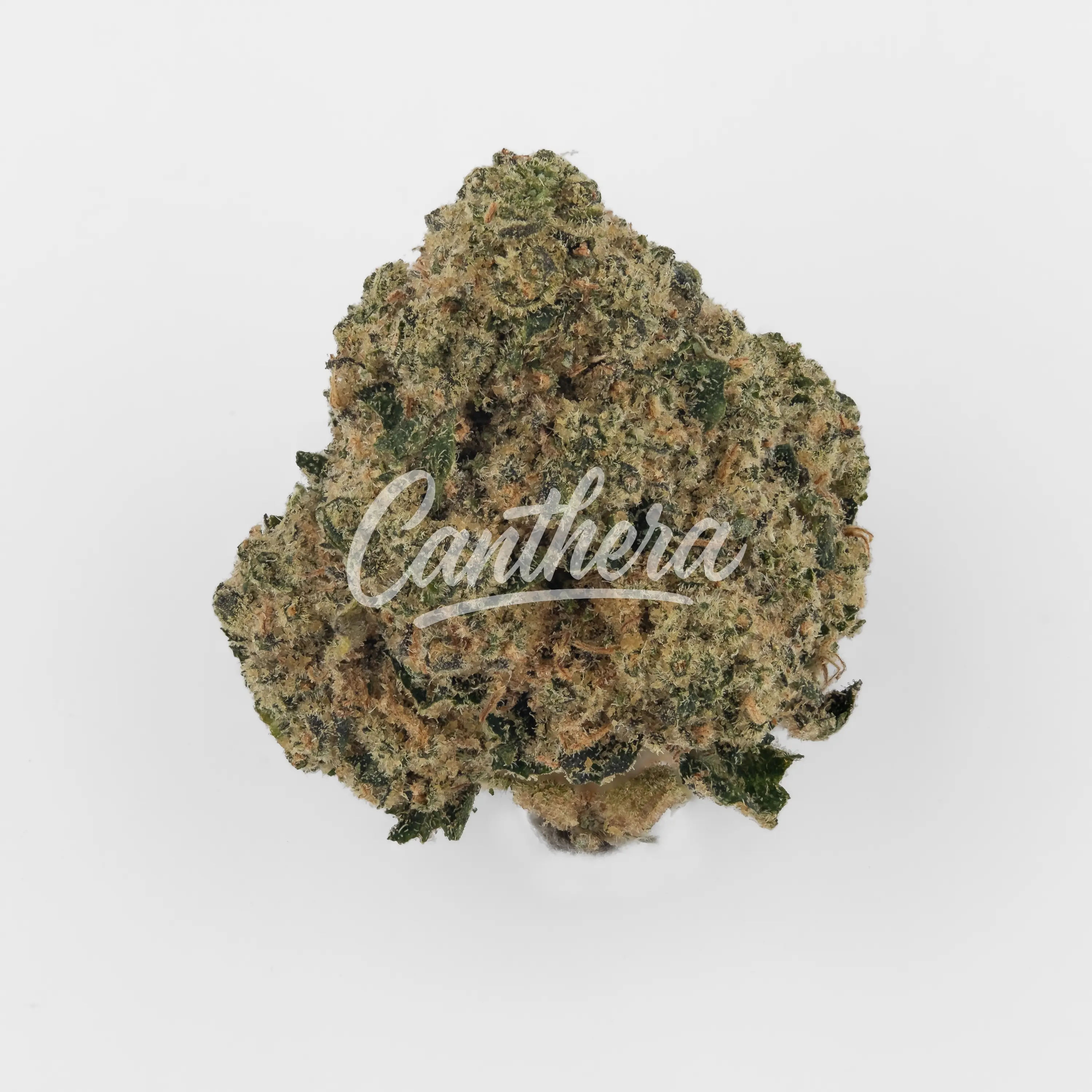 Nahaufnahme einer medizinischen Cannabisblüte