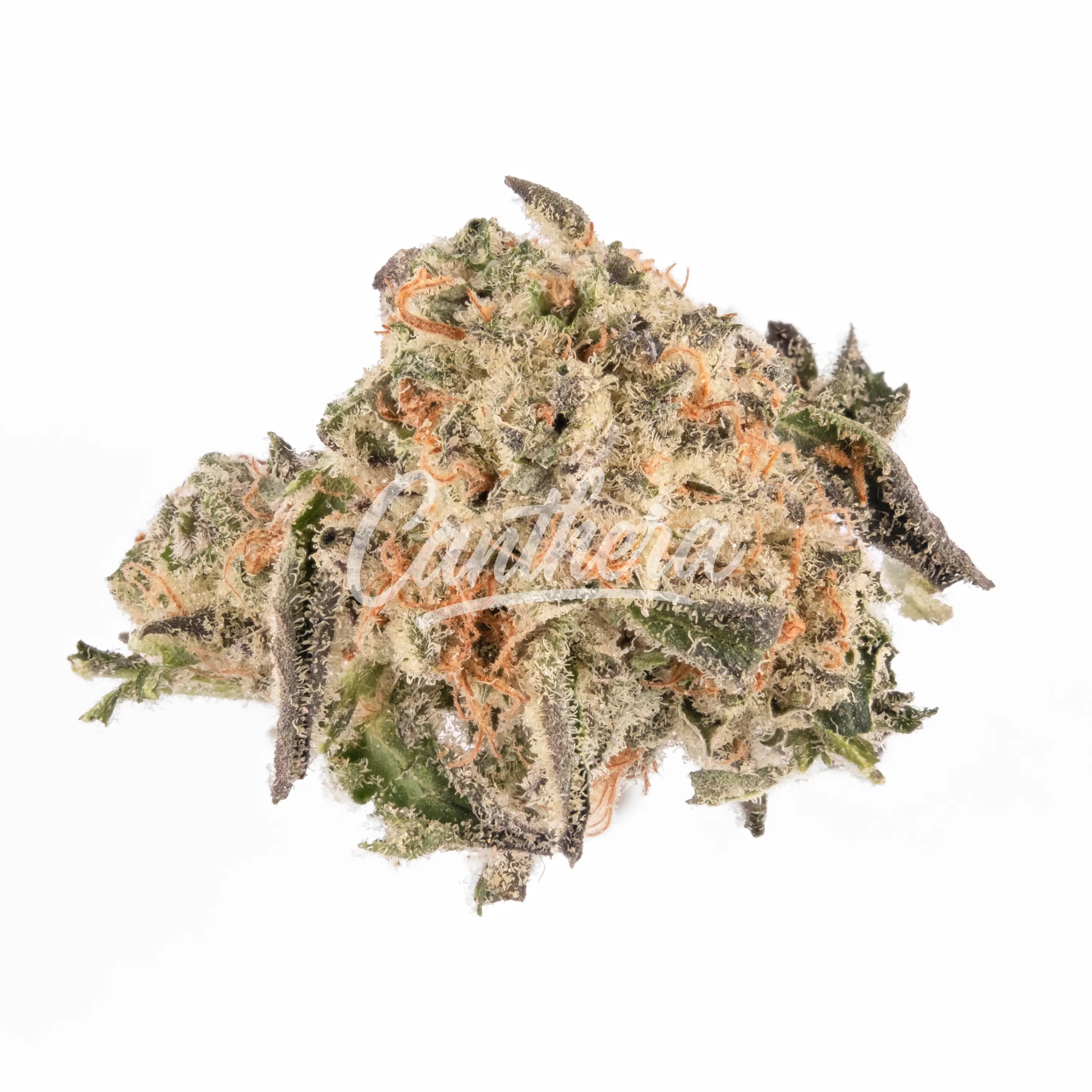 ENUA 30/1SLC CA Slurricane