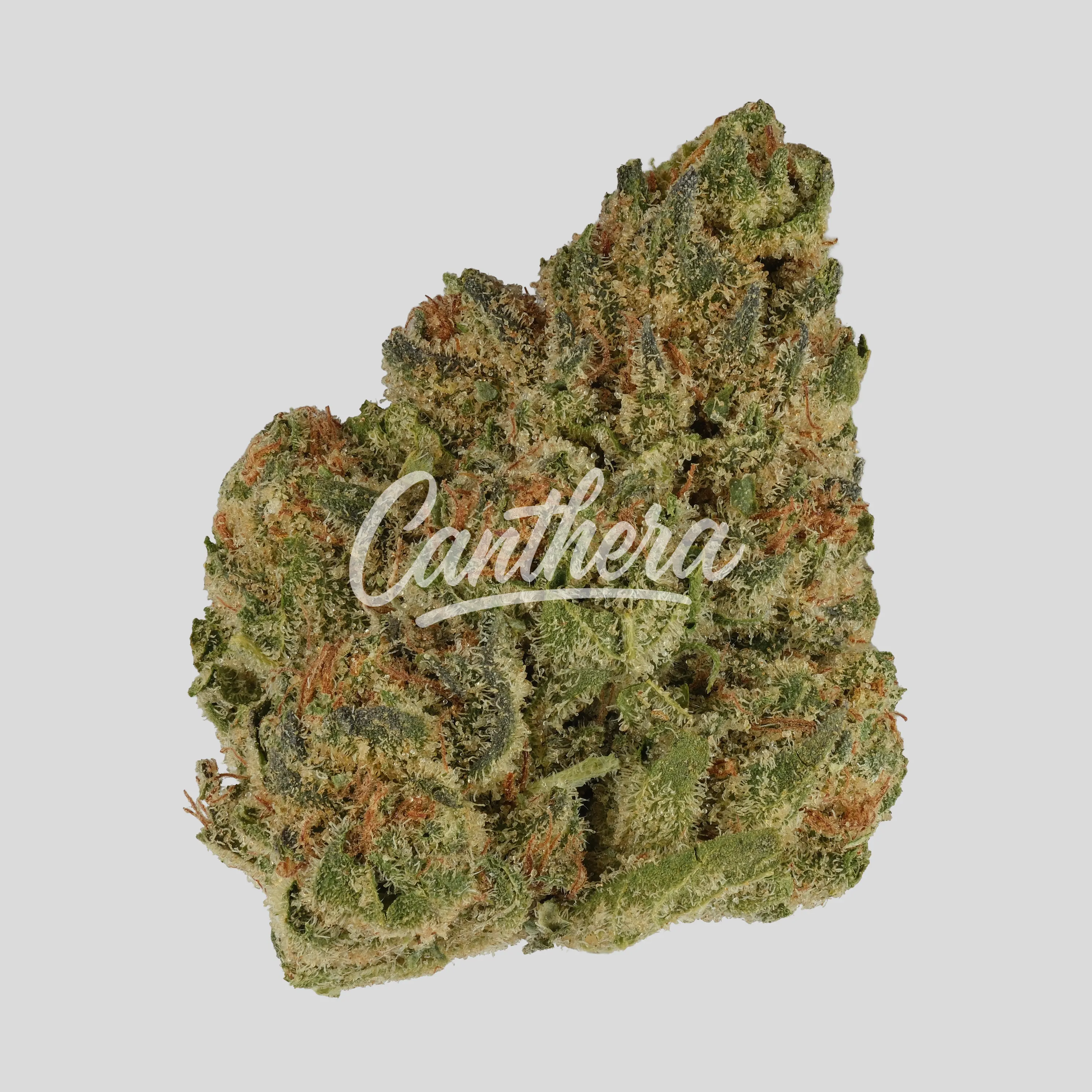 TRUU GT 23:01 - Crumbled Lime