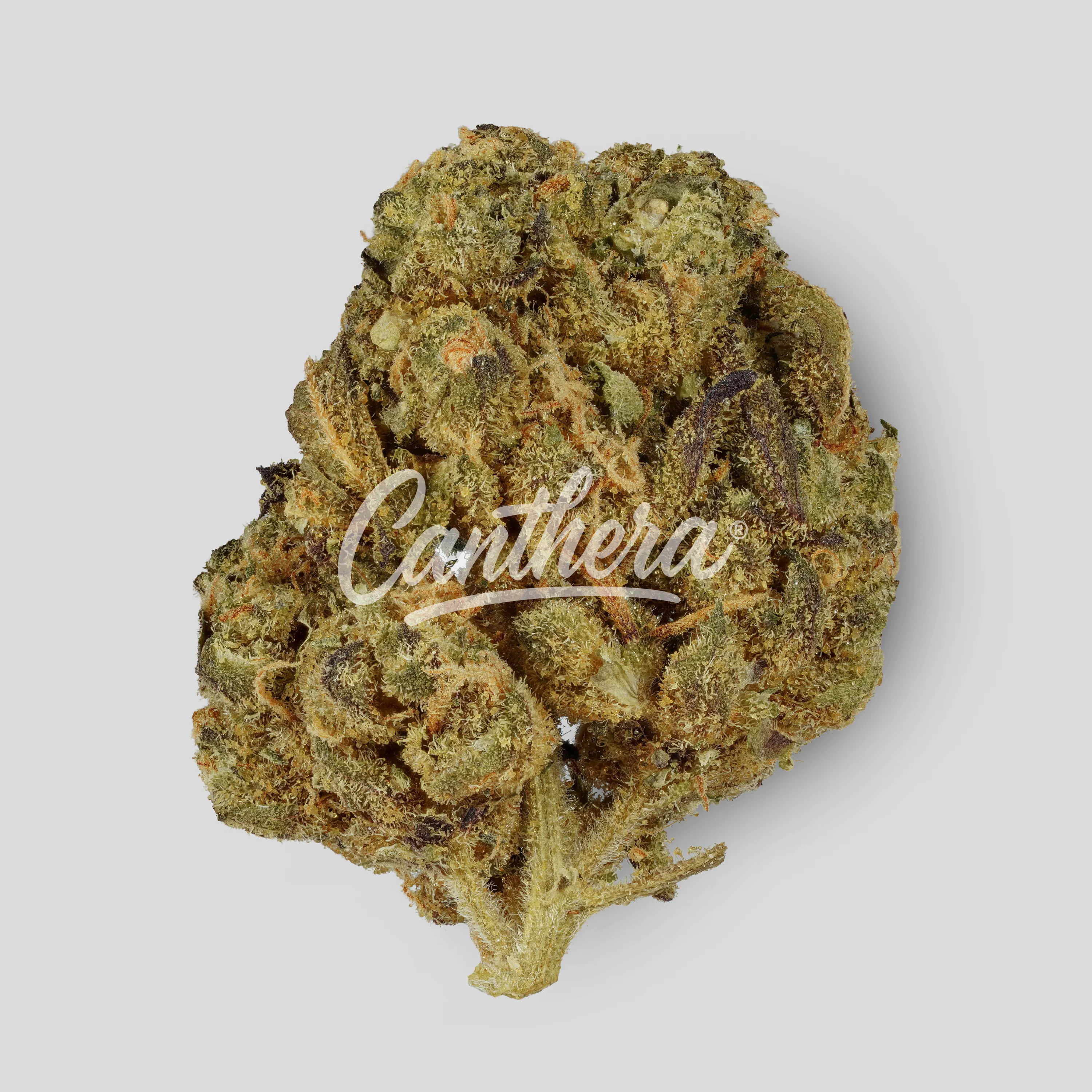 PhCann Exotics 28/1 - Spritzer