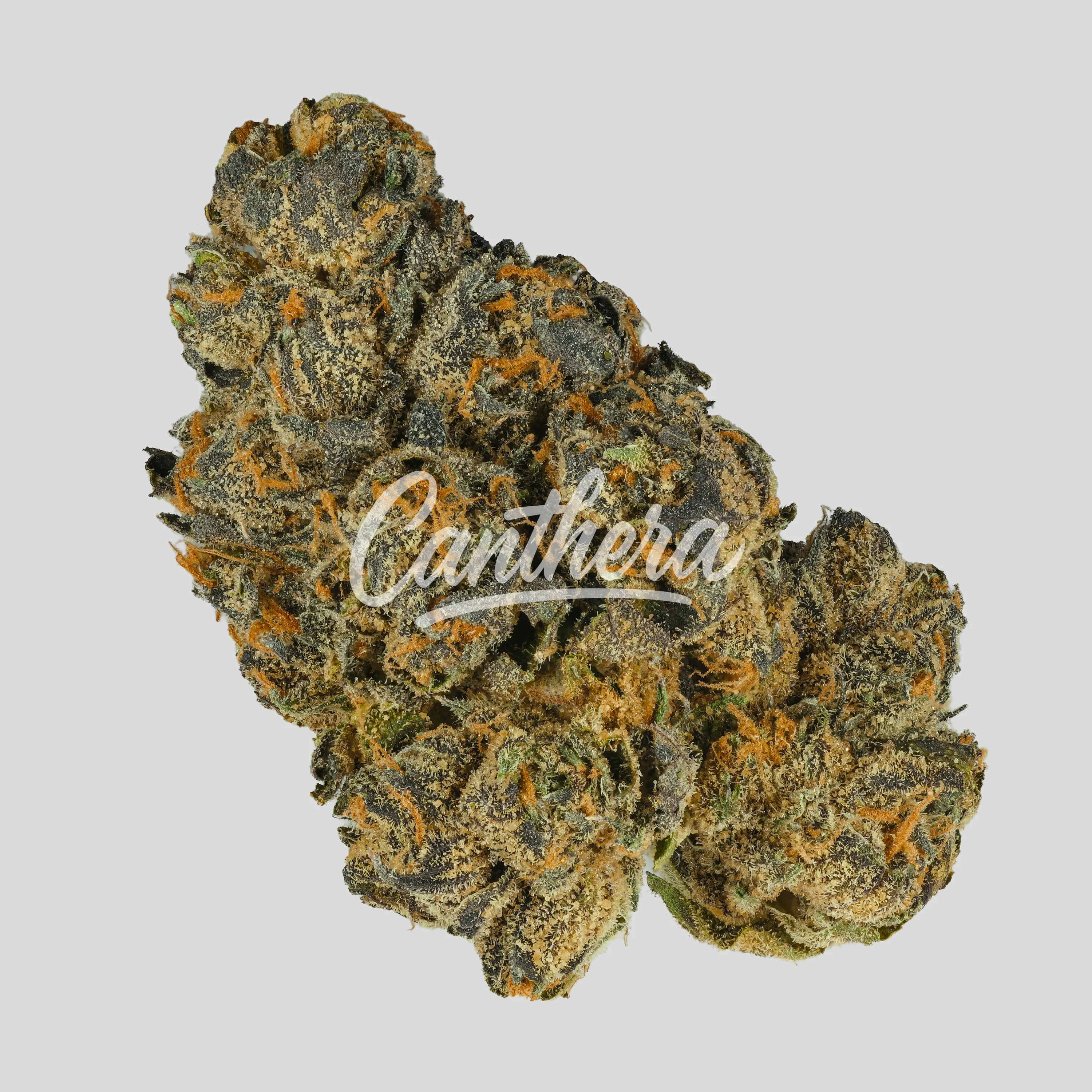 420 Evolution 16/1 CA LCG Lemon Cherry Gelato - Sunset Sherbert x Girl Scout Cookies