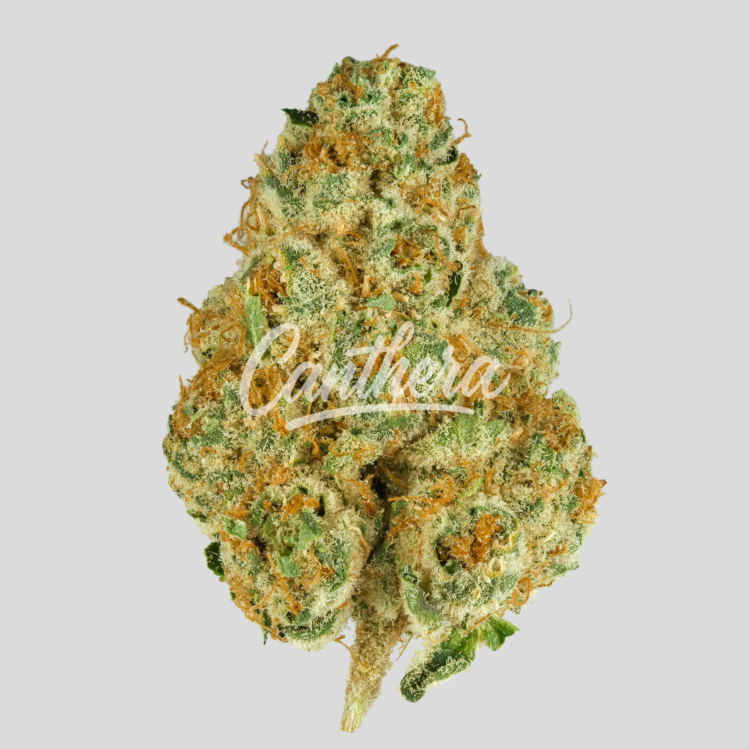 420 Evolution 25/1 CA PCH - Peach Chementine