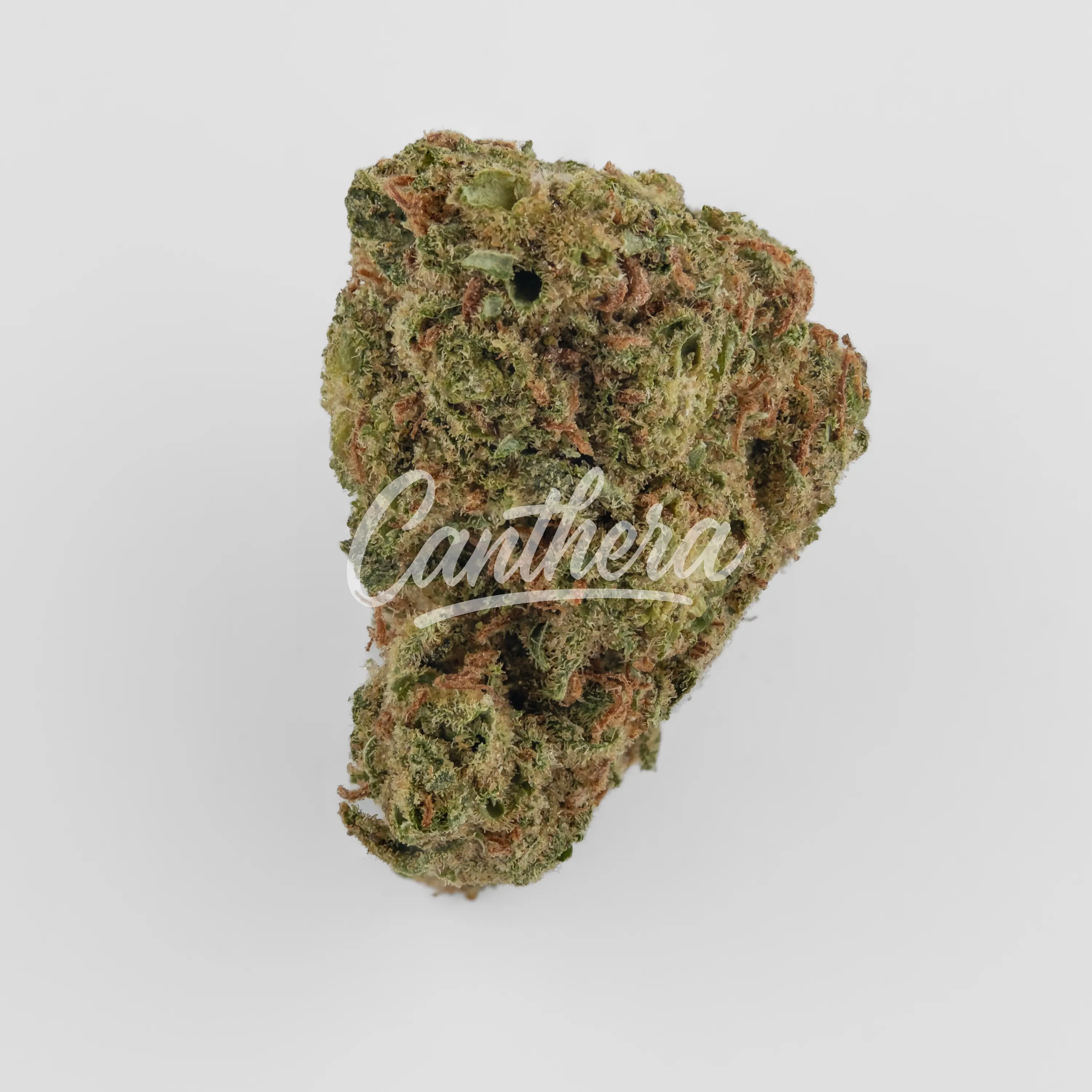 Cannamedical CM 28/1 CRM - Creamy Kee's No.5 Nahaufnahme einer medizinischen Cannabisblüte