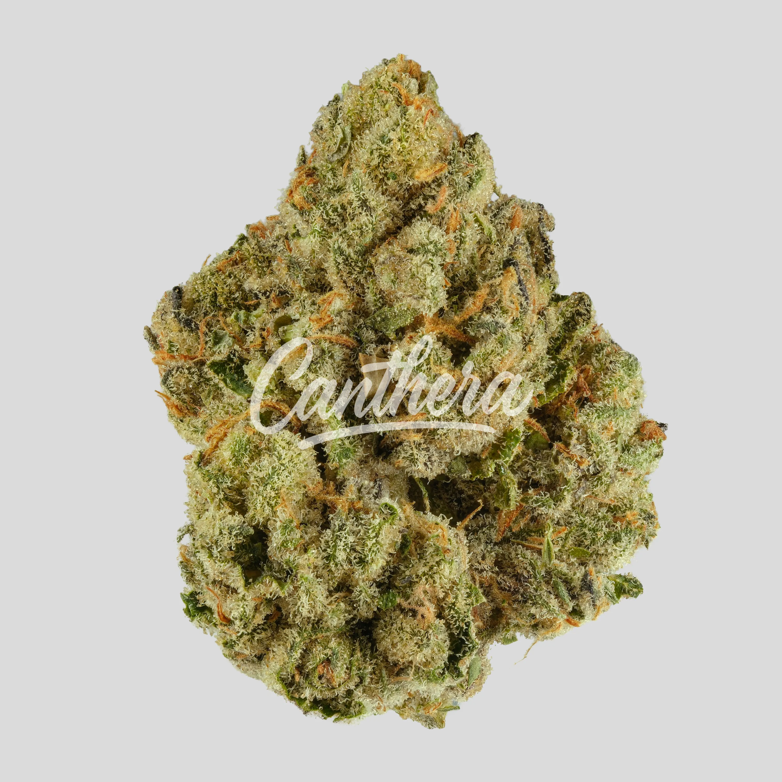 Amici 28/1 CLD - Clementine Dream Amici 28/1 CLD - Clementine Dream