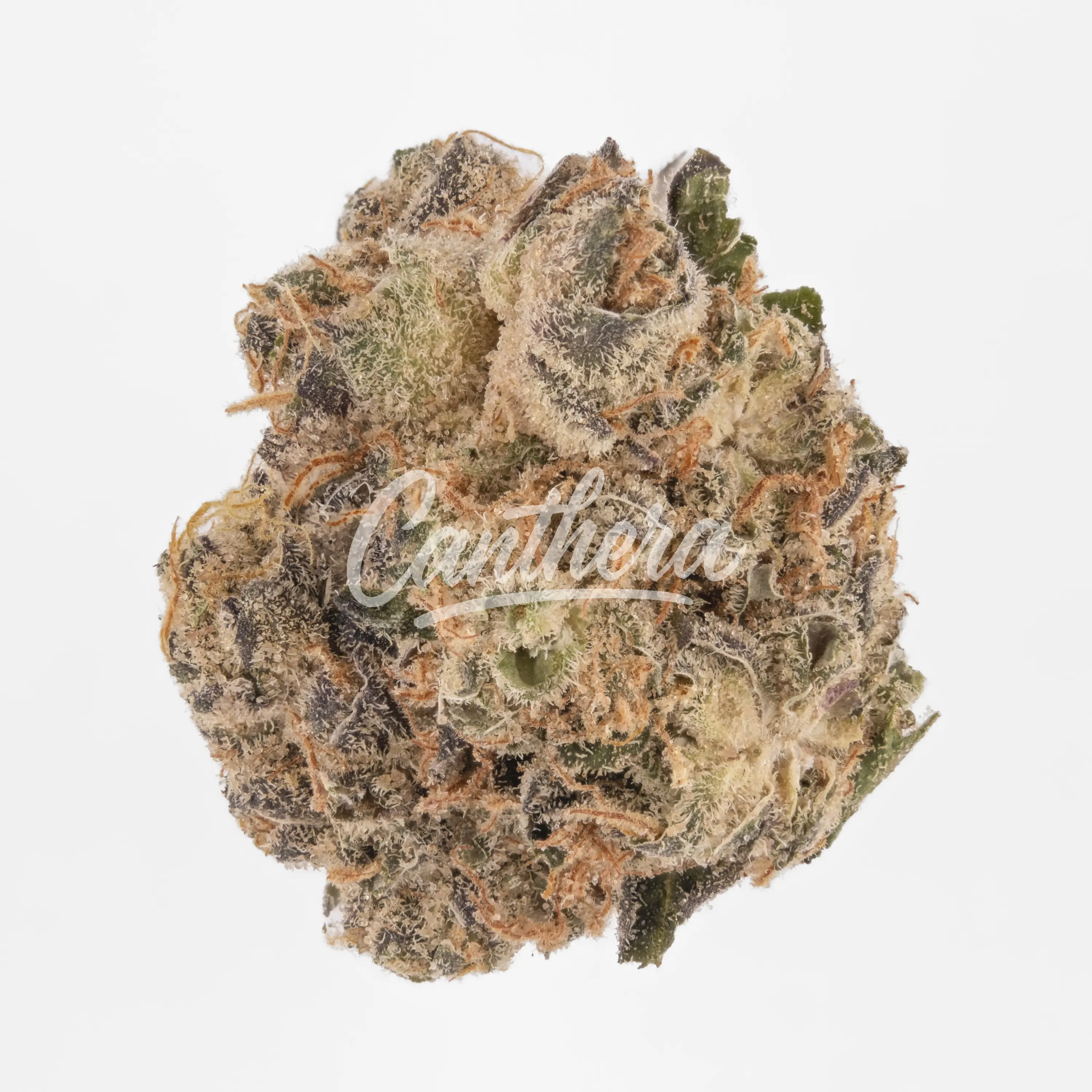 Cannamedical CM 31/1 SPC - Space Cake Nahaufnahme einer medizinischen Cannabisblüte