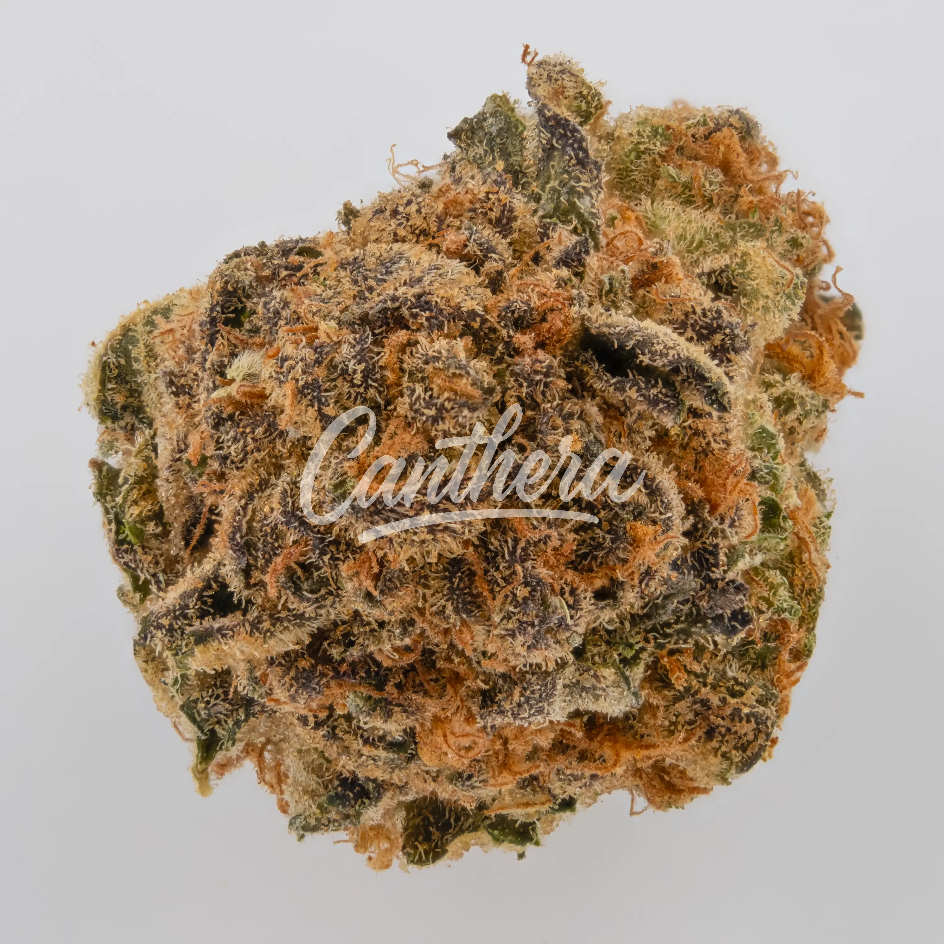 Cannamedical Sativa classic Lemon Slushie Nahaufnahme einer medizinischen Cannabisblüte